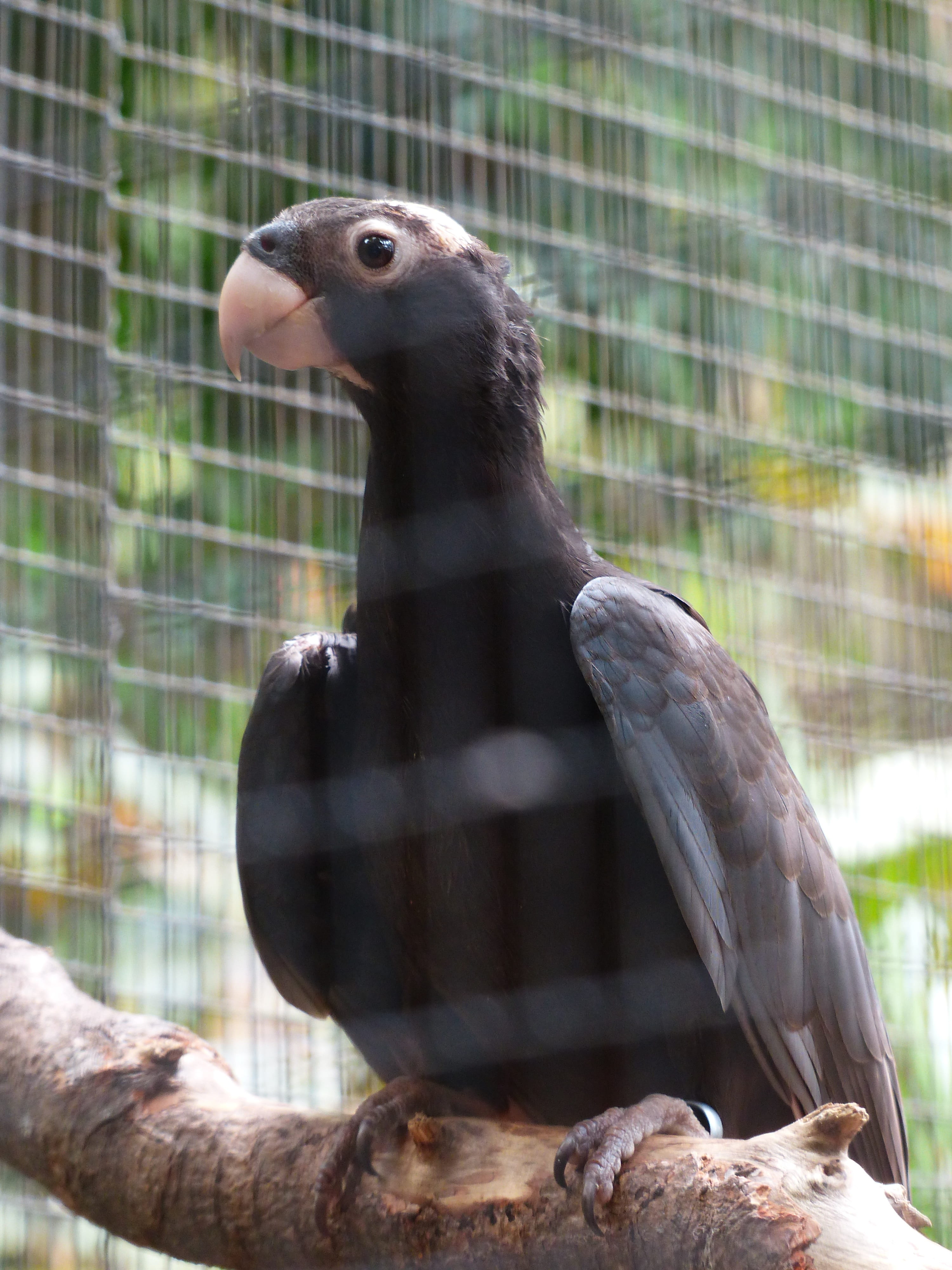 vasapapageien, birdcage, beak, coracopsis, animal themes, psittaciformes, nature, zoo, great vasa parrot, no people, bird, animal, 4K, animals in captivity, Phone HD Wallpaper