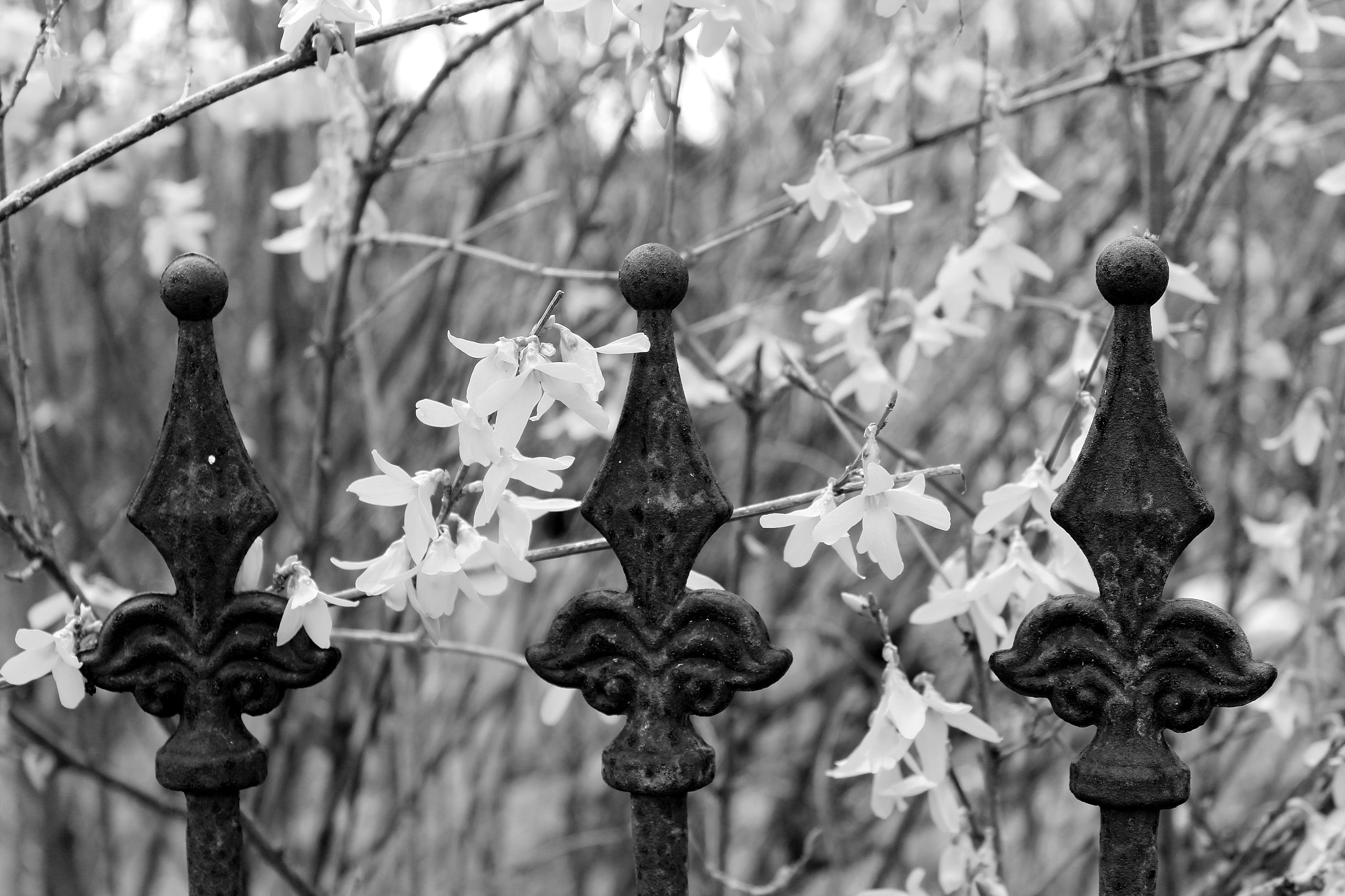 early bloomer, no people, forsythia hedge, springtime, vulnerability, beauty in nature, nature, barrier, iron, bud, easter bush, frühlingsanfang, protection, HD Wallpaper