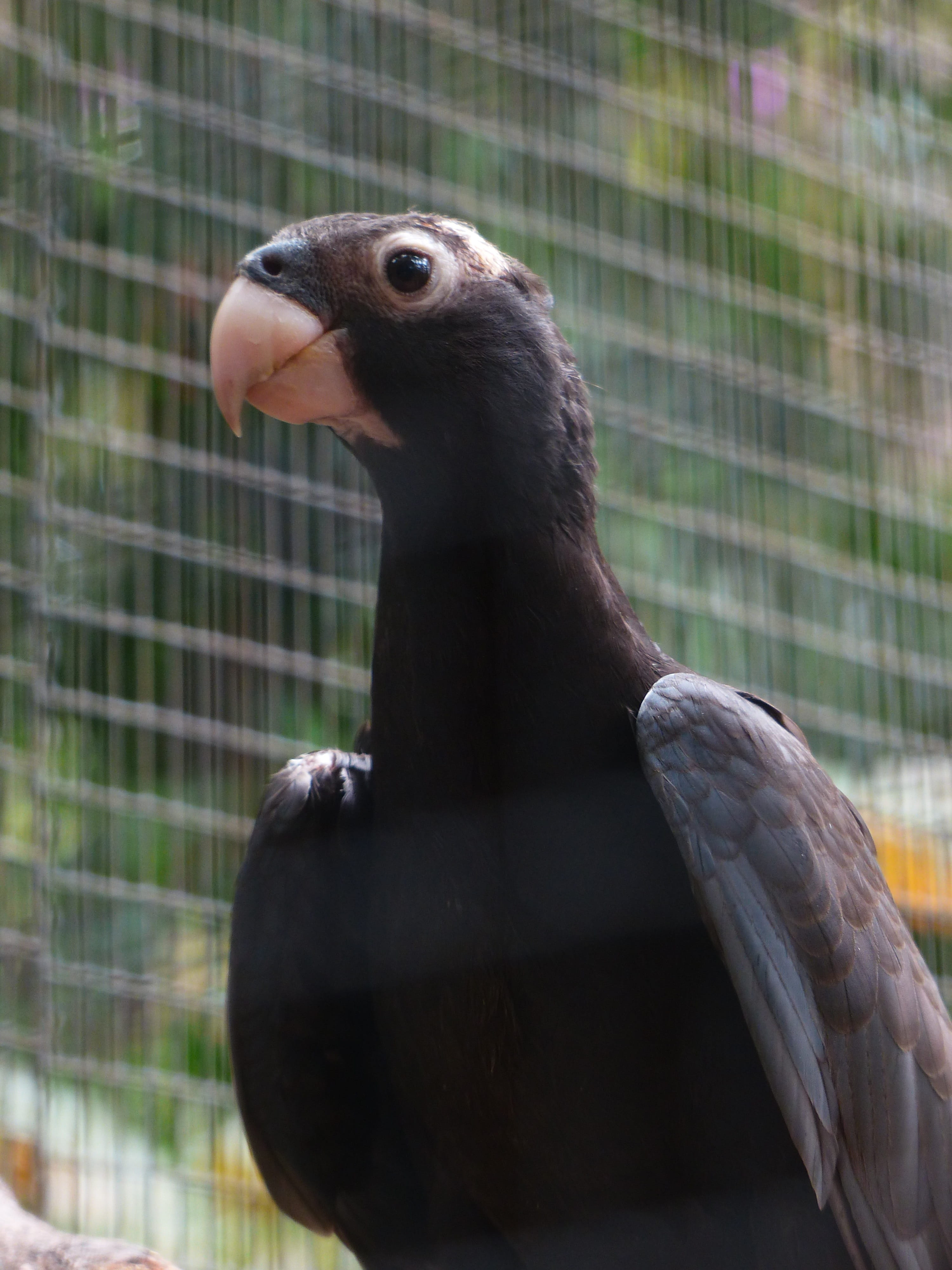 vasapapageien, zoology, beak, awakened, animals in captivity, Bird, zoo, animals in the wild, 4K, vertebrate, parrot, cage, grey, close-up, coracopsis, Phone HD Wallpaper