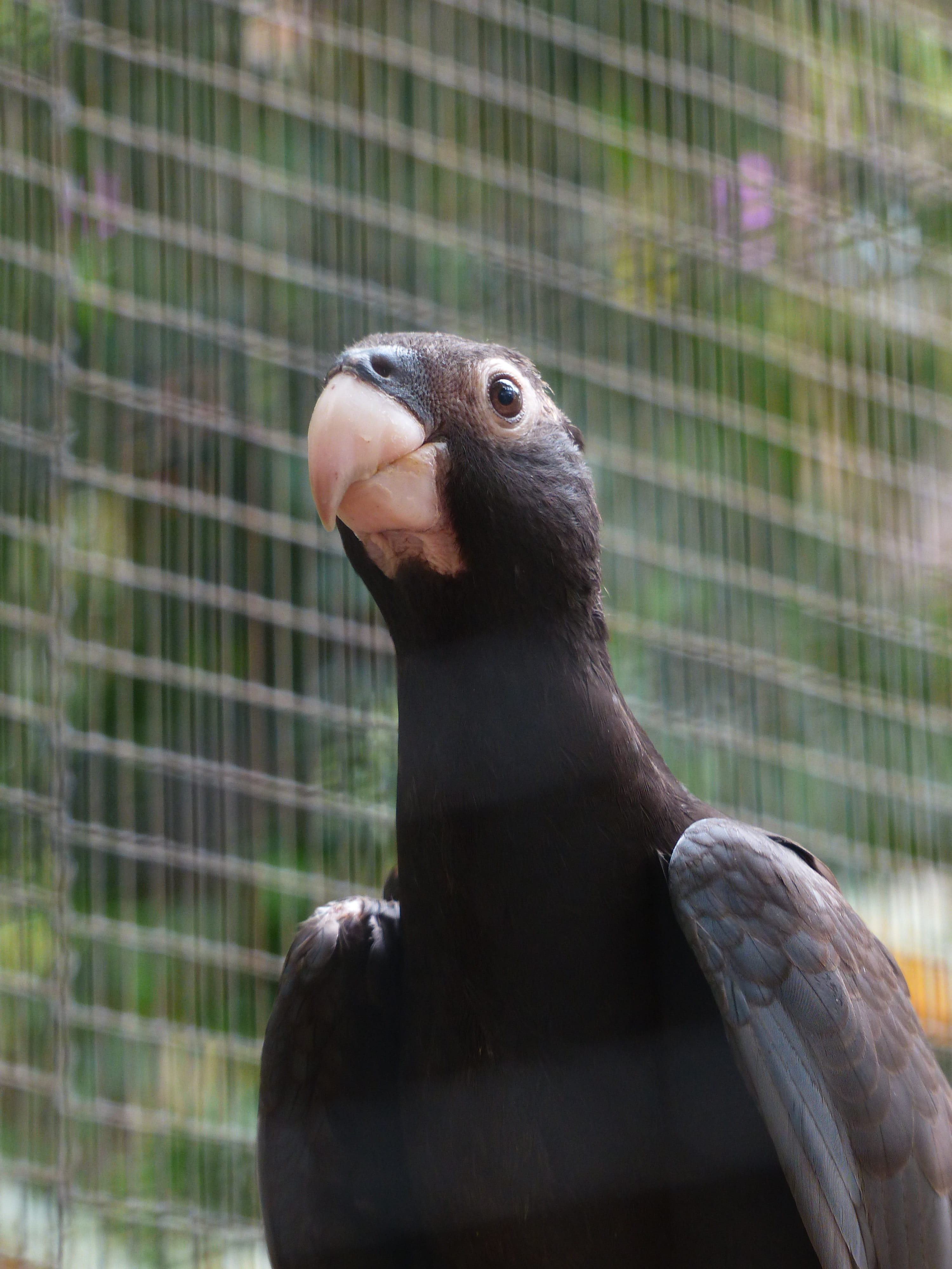 animal wildlife, vasapapageien, awakened, parrot birds, birdcage, animal themes, Bird, perching, beak, animals in captivity, focus on foreground, great vasa parrot, Phone HD Wallpaper