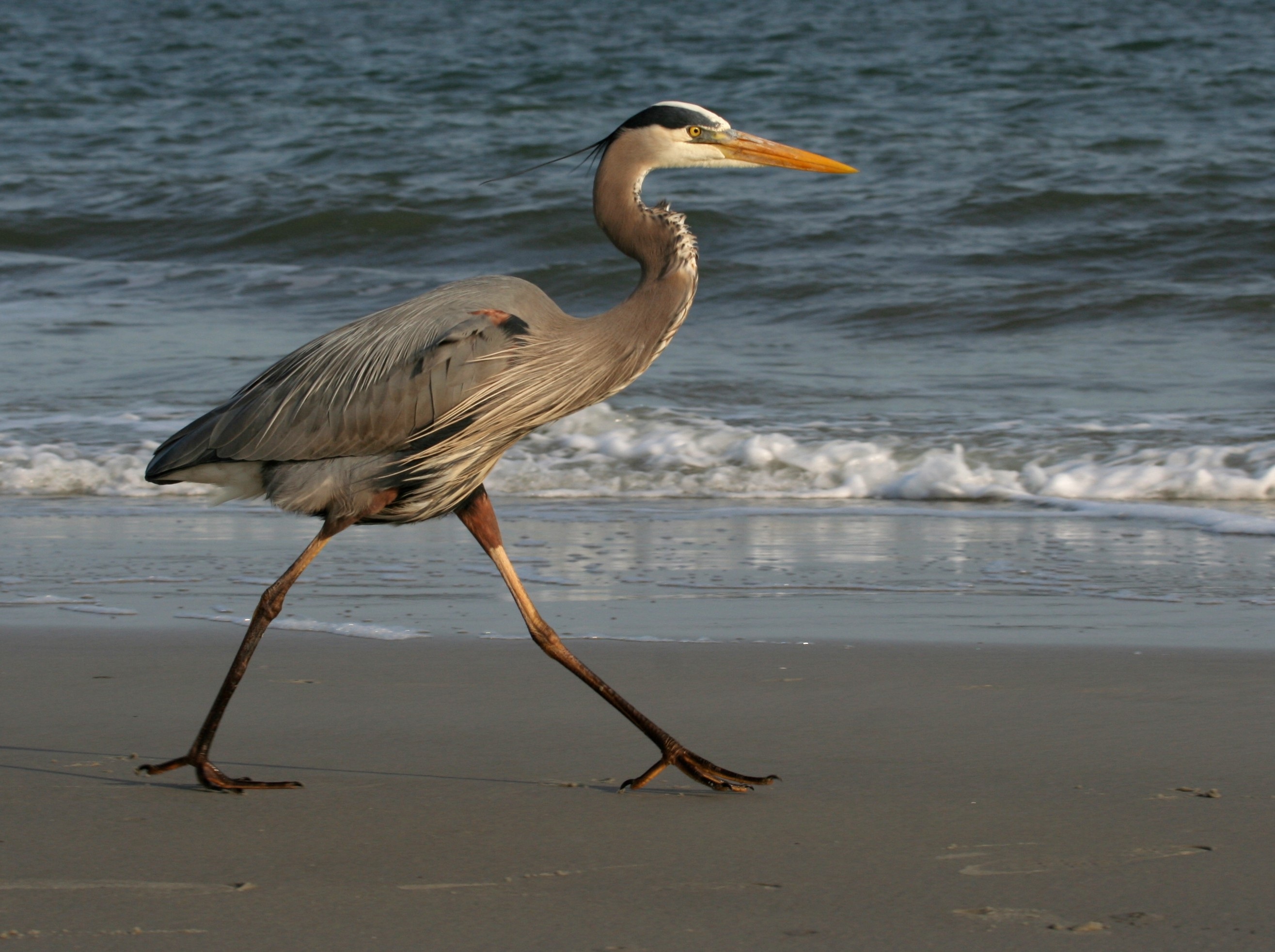 hilton head, walking, south carolina, one animal, blue heron, wildlife, gray, heron, great, along, bird, usa, animal wildlife, 2K, land, blue, motion, HD Wallpaper