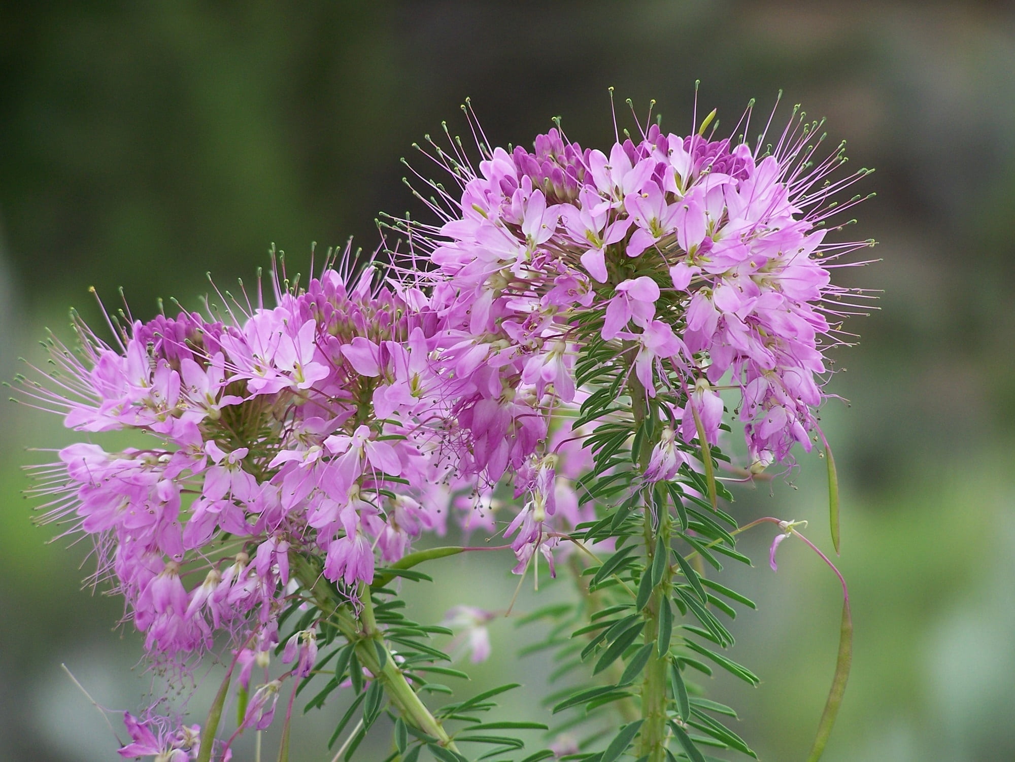 cedar breaks national monument, herbaceous, pink Color, freshness, great willowherb, macro, flower, usa, blooms, springtime, focus on foreground, summer, HD Wallpaper