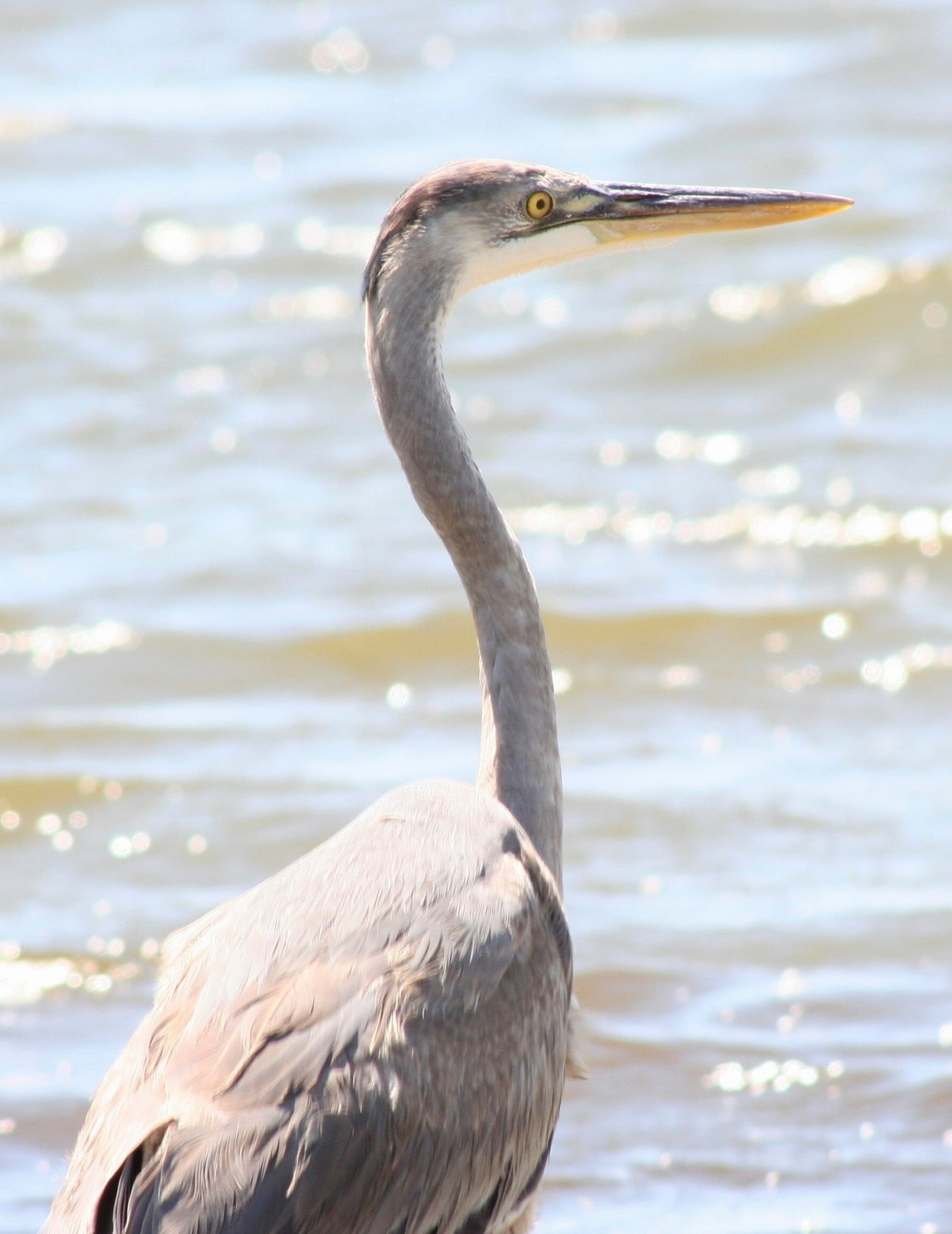 animals in the wild, 1080P, animal neck, wildlife, ocean, beach, outdoors, north carolina, sunlight, sea, day, head, bird, water, animal themes, portrait, Phone HD Wallpaper