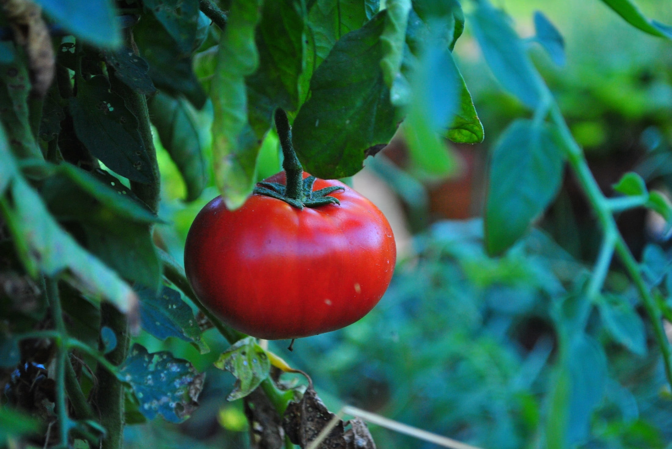 salad, day, plant, healthy, close-up, Vine, plant part, food, farmers market, green color, growth, Fresh, nutrition, ripe, ingredient, nature, red, wellbeing, HD Wallpaper