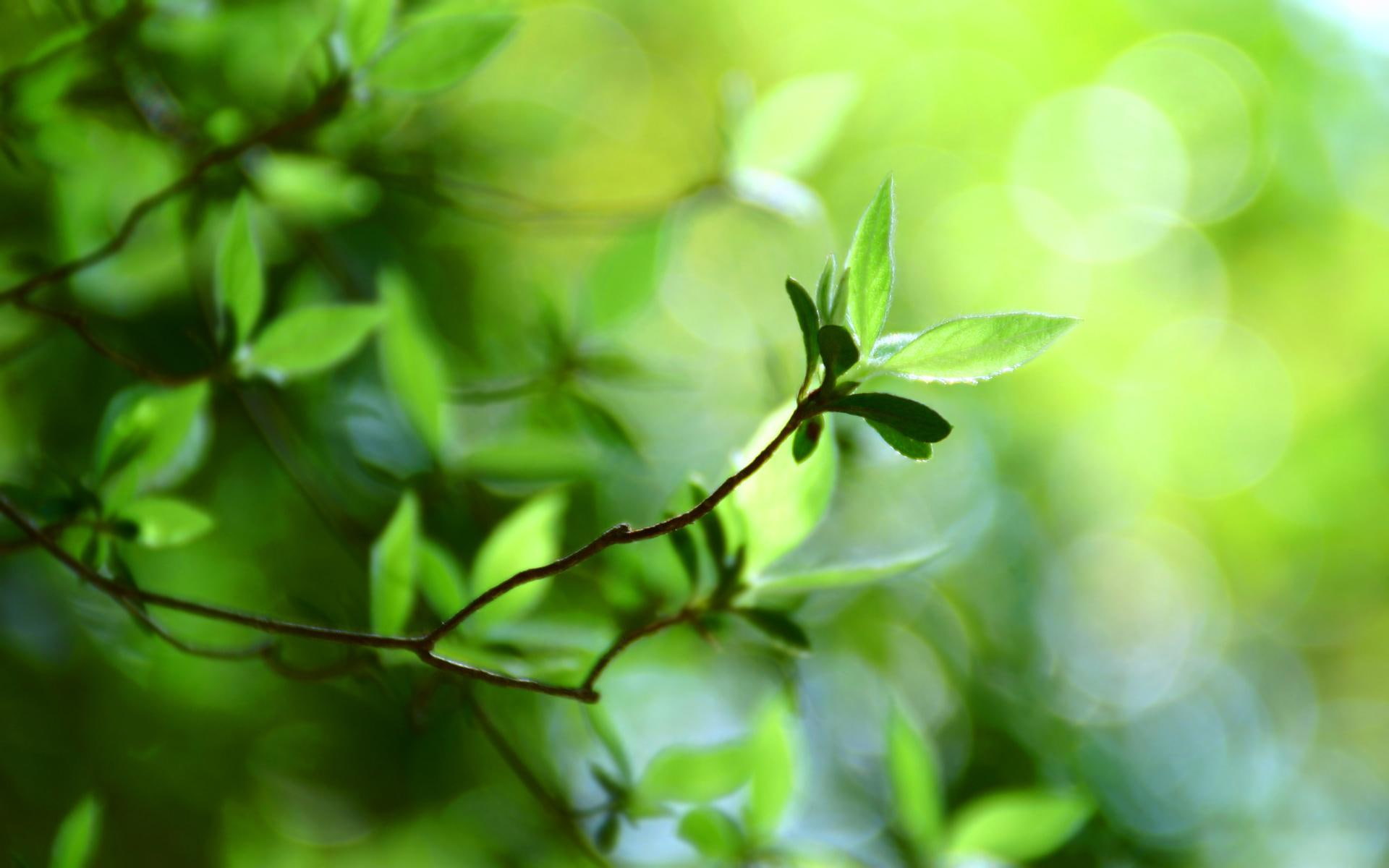 tree, 1080P, nice, green, 3d and abstract, spring, beautiful, nature, sprig, forest, HD Wallpaper