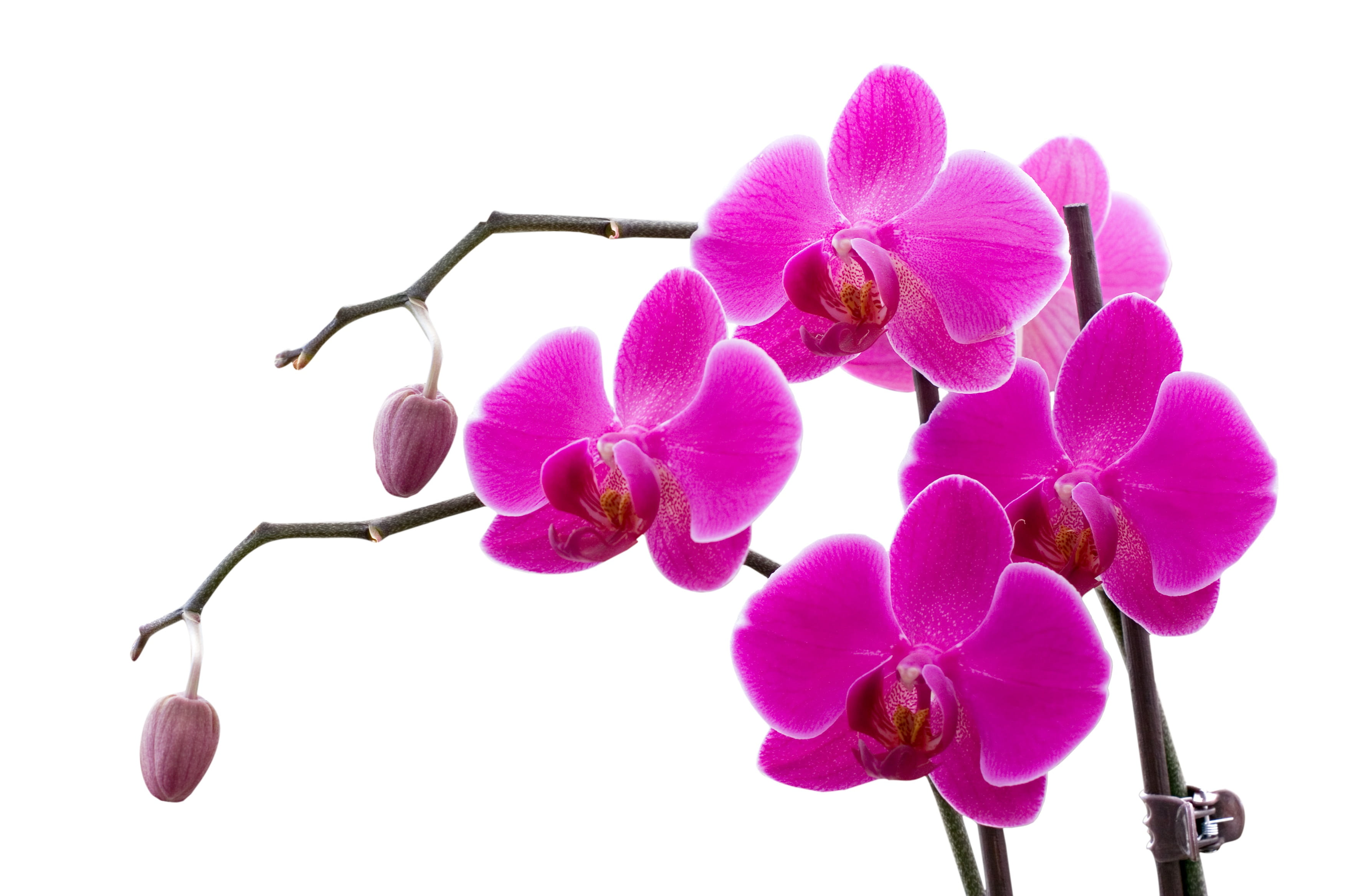 stem, studio shot, pink, orchid, close-up, flowers, petal, no people, vulnerability, purple, moth Orchid, pink Color, inflorescence, brown, flower, wooden, HD Wallpaper