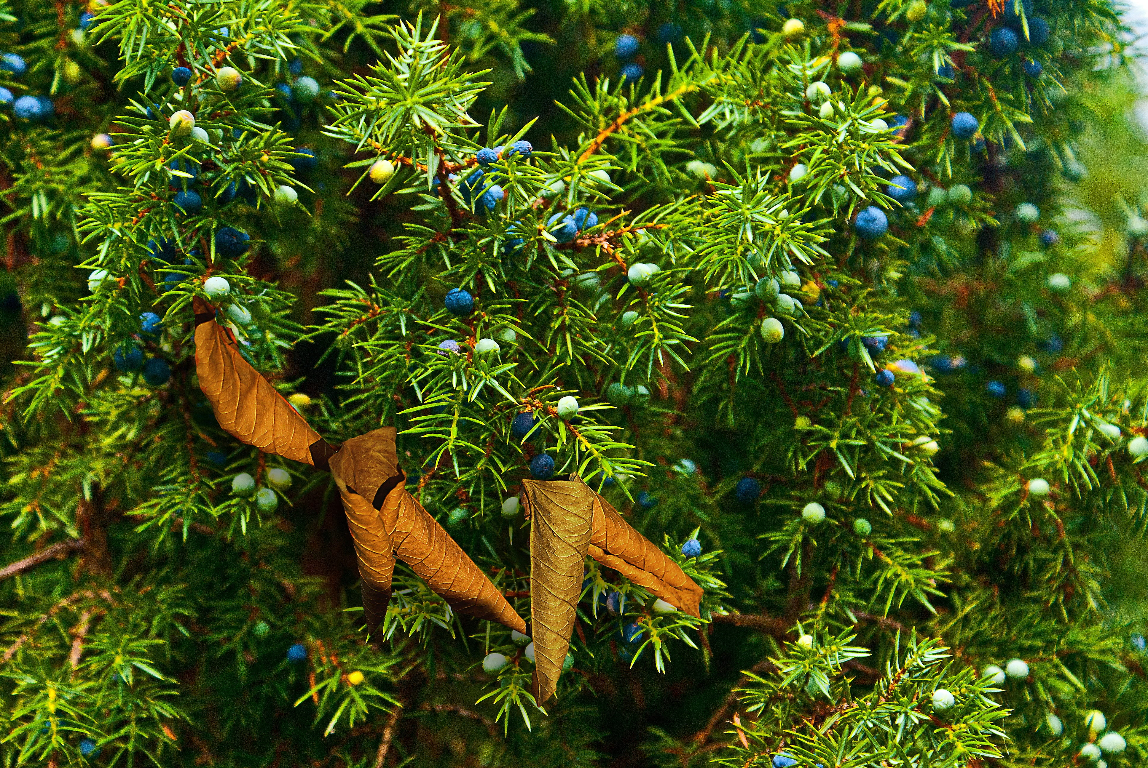leaf, no people, plant, juniper fruit, a wild shrub, zeschłe list, coniferous tree, focus on foreground, animal wildlife, animal, pine tree, animal themes, HD Wallpaper