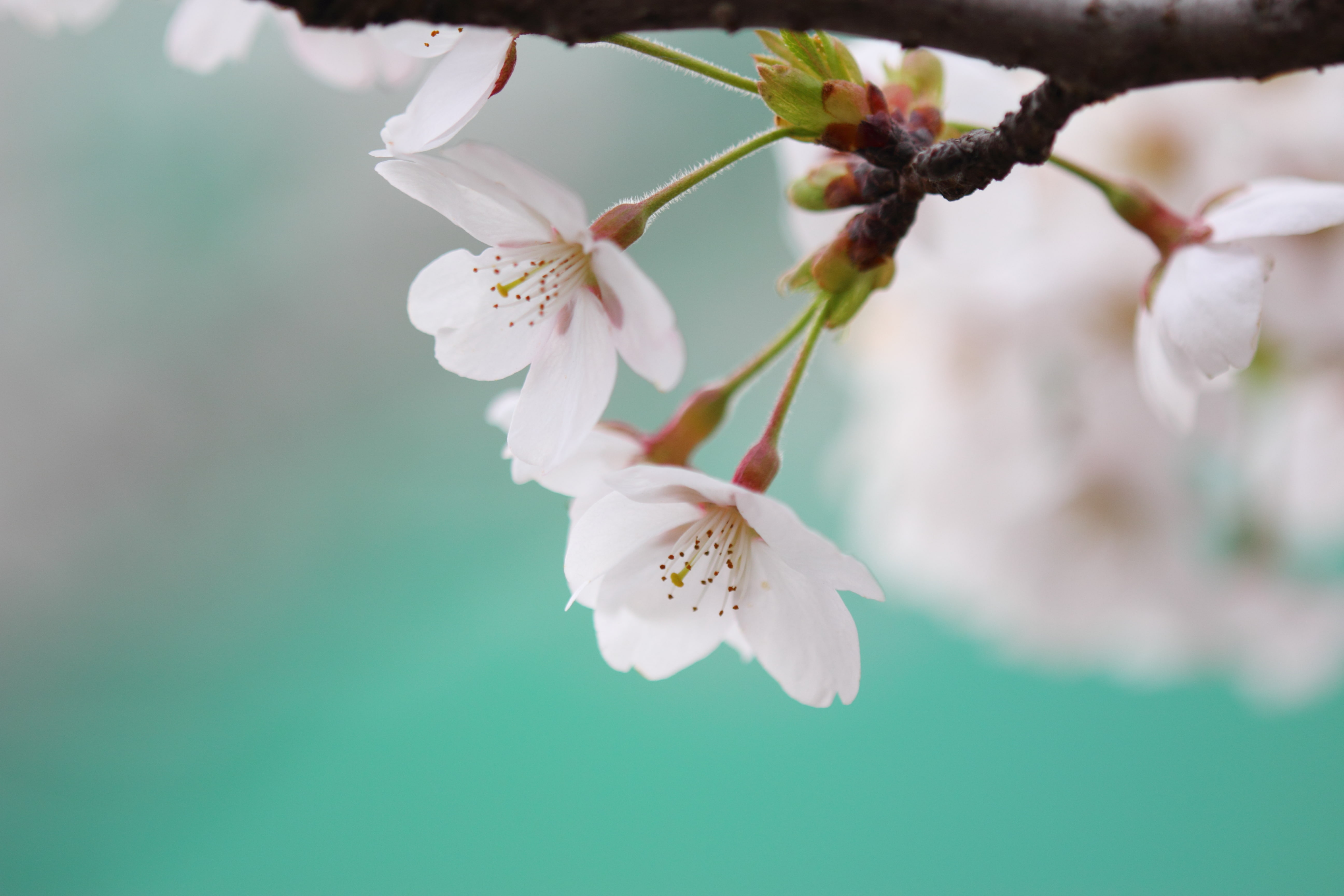 white color, outdoors, season, beauty In Nature, cherry Blossom, Sakura, flowering plant, twig, color, botany, plant, no People, sprig, day, petals, flower, HD Wallpaper