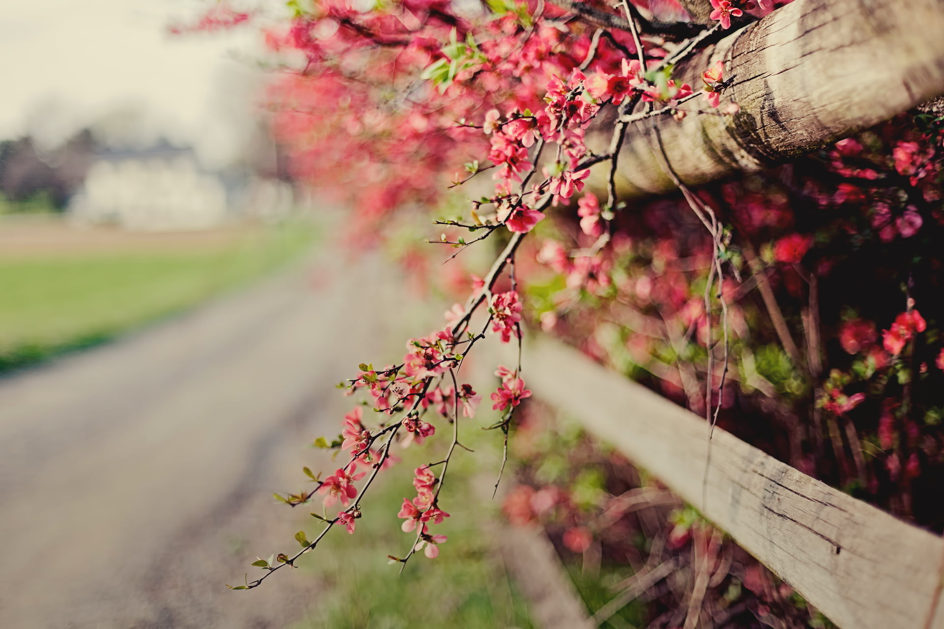 selective focus, freshness, fragility, beauty In Nature, rural Scene, sprig, pink Color, day, flowering plant, focus on foreground, flowering, green Color, HD Wallpaper
