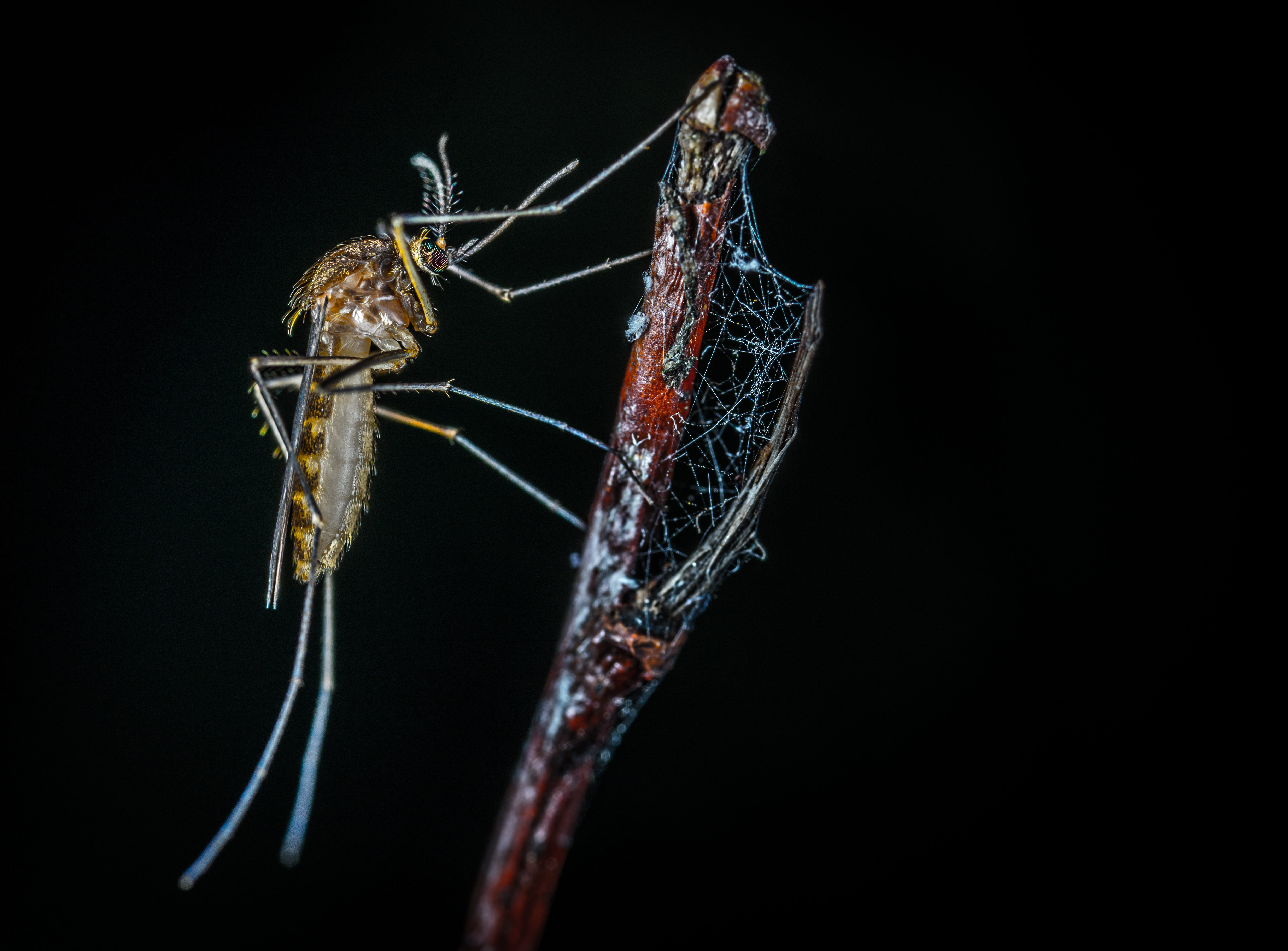 animal wing, invertebrate, studio shot, arthropod, survival, 5K, animal, gossamer, hunting, the mosquito, animals hunting, animal body part, insect, black background, HD Wallpaper