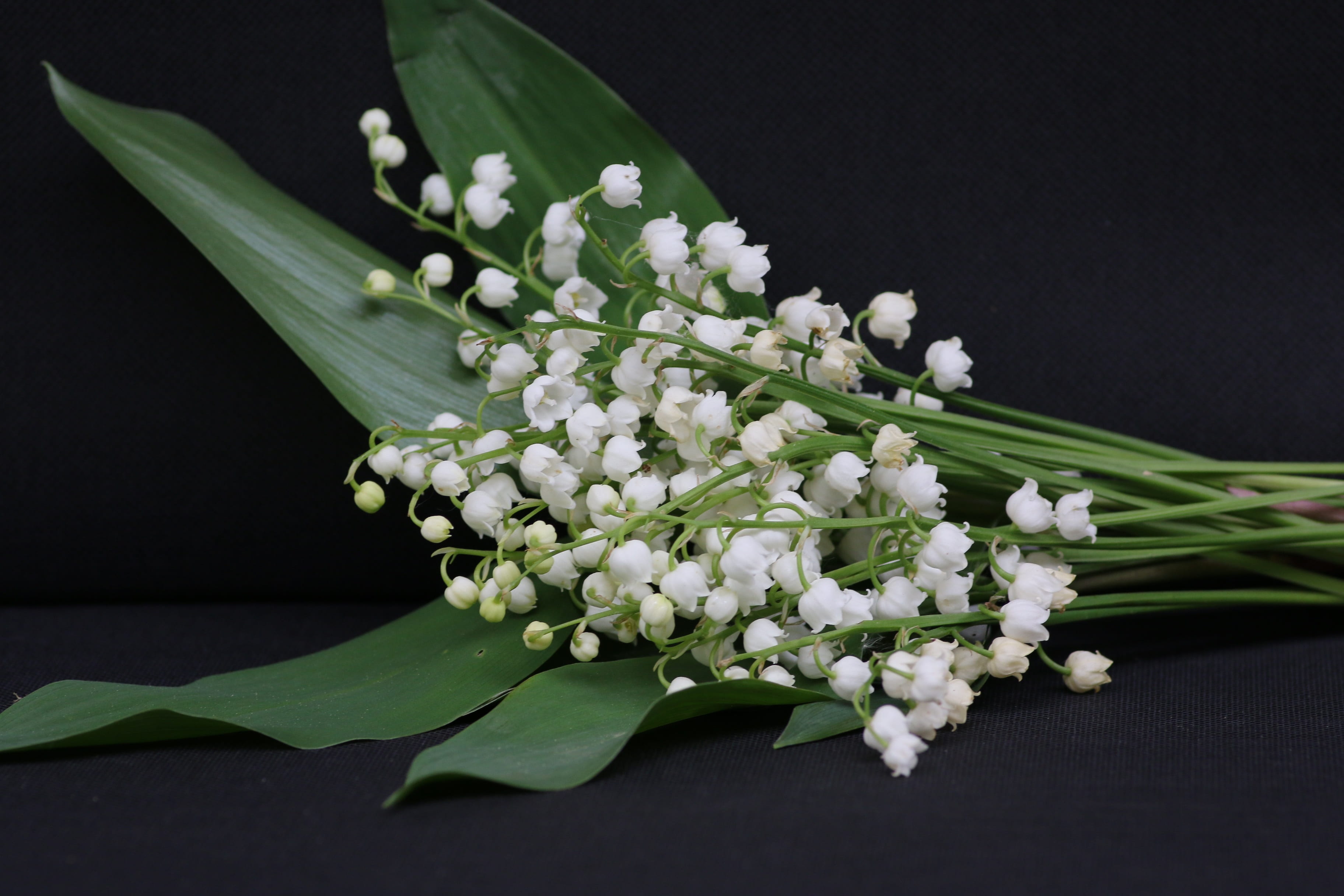 black background, plant, indoors, vulnerability, nature, flower, beauty in nature, may 1, white color, thrush, plant part, flowers, no people, flowering plant, HD Wallpaper