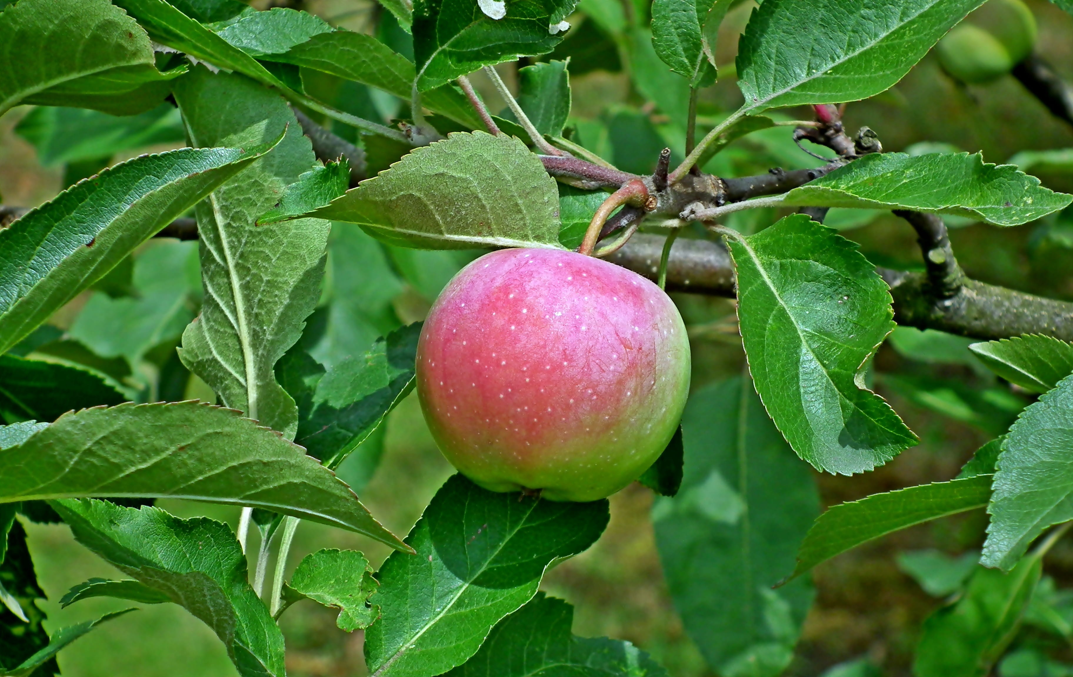 plant, no people, eating, sprig, 2K, tree, food, plant part, leaf, healthy, freshness, ripe, food and drink, outdoors, apple - fruit, apple, close-up, HD Wallpaper