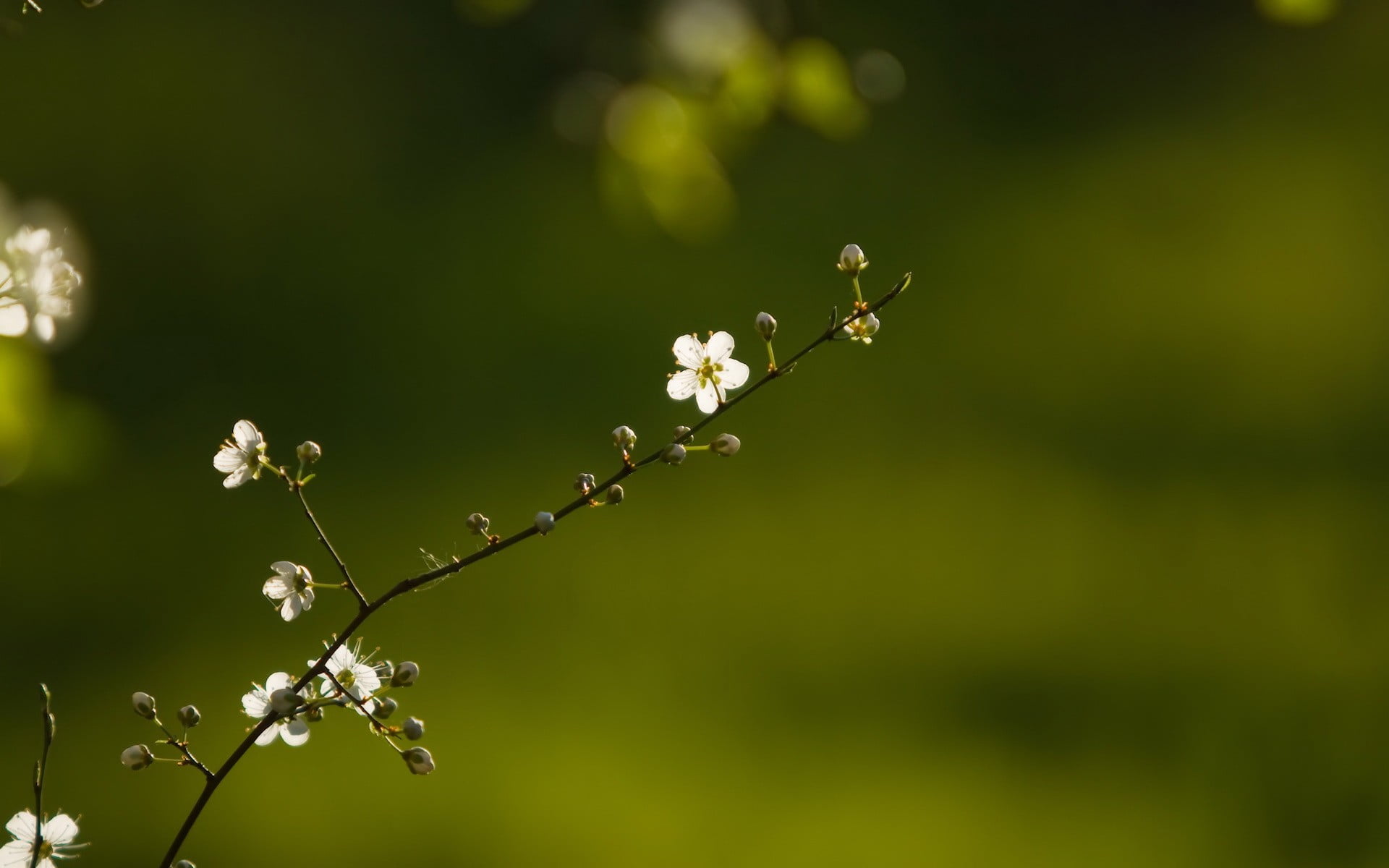 white, plant stem, 1080P, day, nature, vulnerability, selective focus, Sprig, focus on foreground, springtime, tranquility, tree, flower head, growth, HD Wallpaper