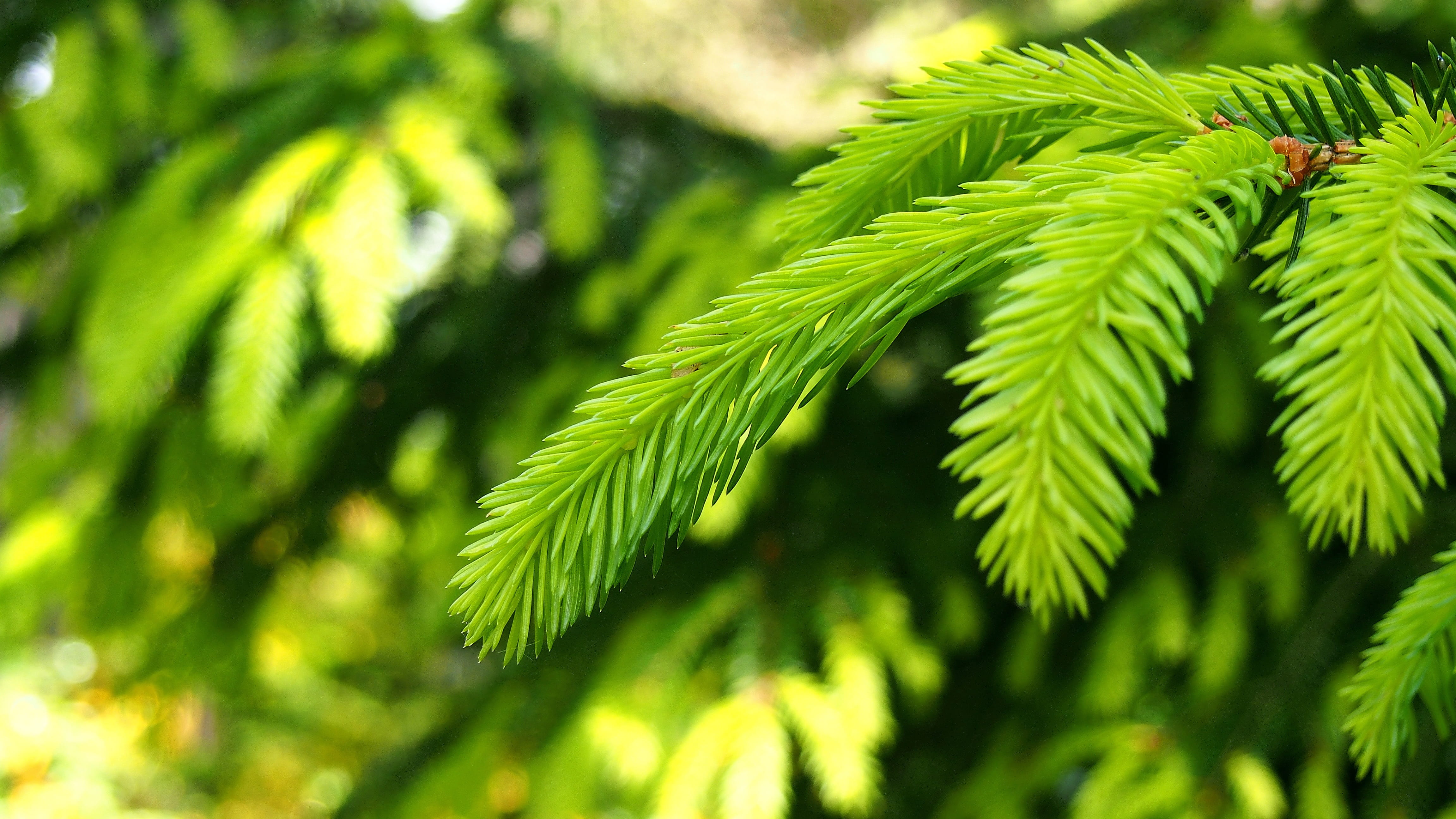 focus on foreground, christmas tree, needles, green Color, no People, backgrounds, freshness, pine woodland, Coniferous, twigs, forest, tranquility, green, HD Wallpaper