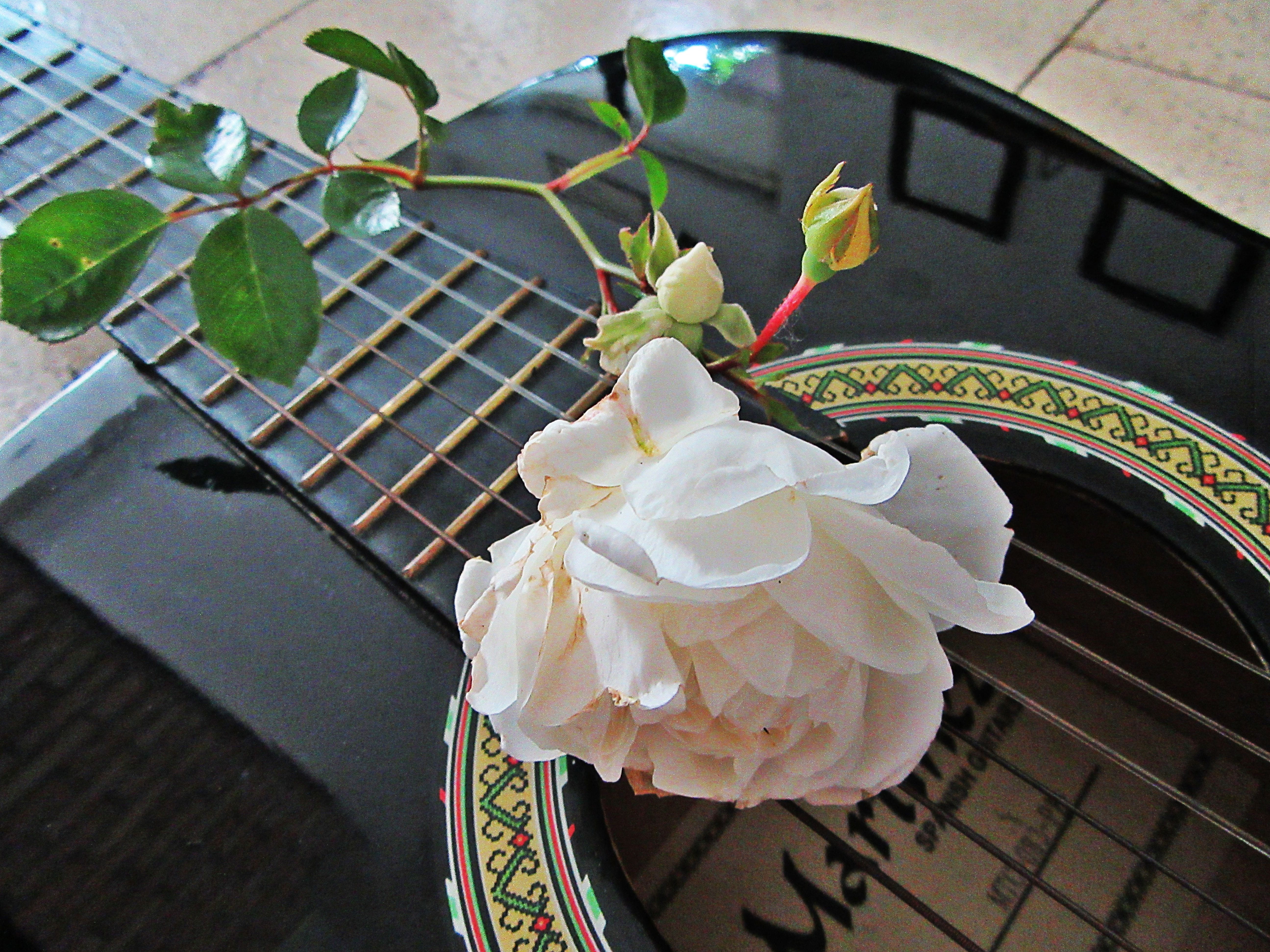 temptation, drink, strings, food, sweet food, outdoors, Music, sound box, White Rose, plate, no people, dessert, Guitar, beauty in nature, plant, flower head, HD Wallpaper
