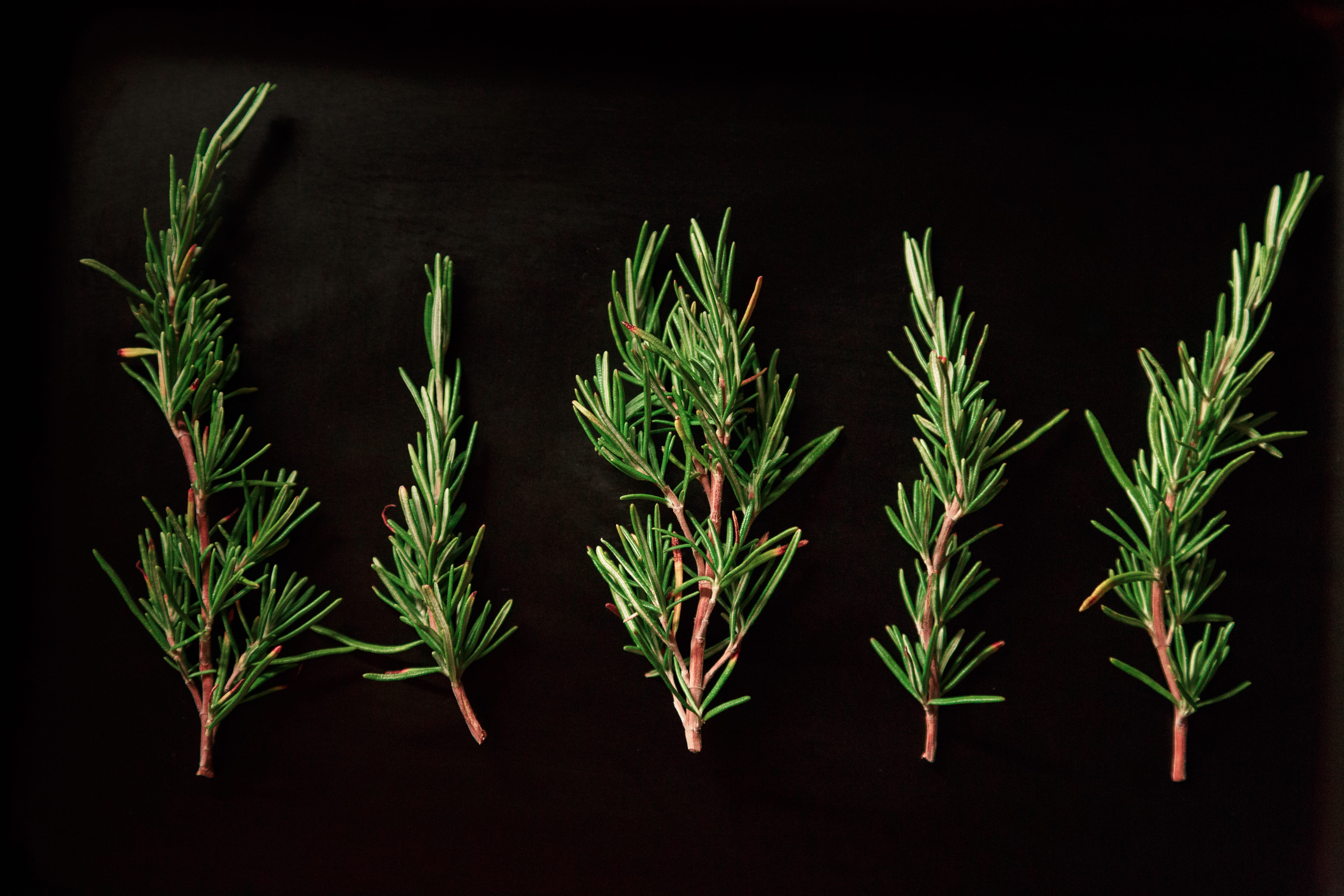 five, leafed, medicine, twigs, plant, pine, leaf, rosemary, black background, 5K, studio shot, no people, food, indoors, close-up, branch, freshness, in a row, HD Wallpaper