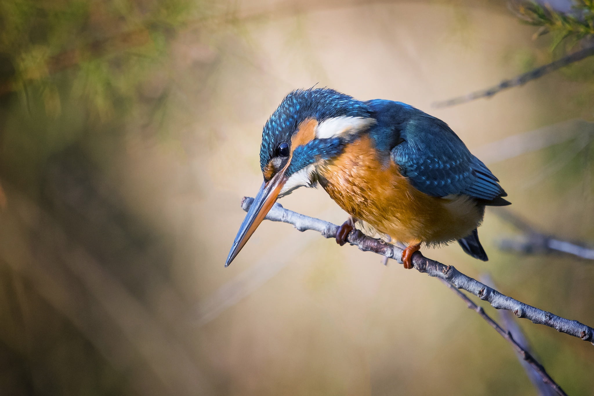 background, bird, sprig, nature, Kingfisher, 1080P, HD Wallpaper