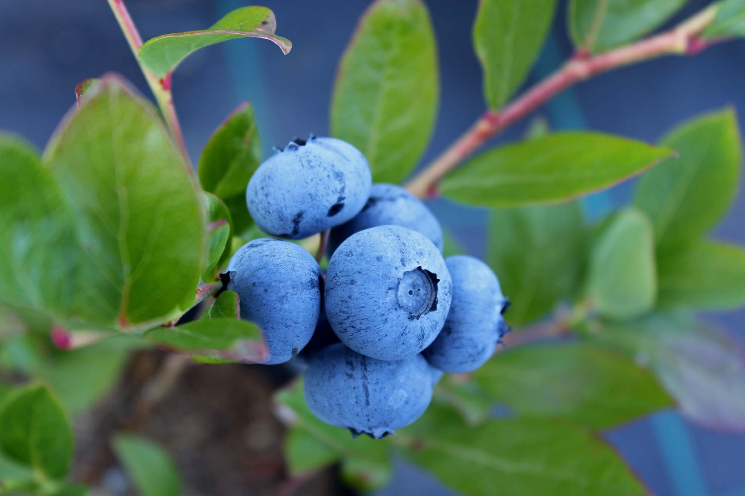 sprigs, green color, blueberry, beauty in nature, berry fruit, nature, vineyard, plant part, freshness, winemaking, culinary, food and drink, fruit, no people, HD Wallpaper