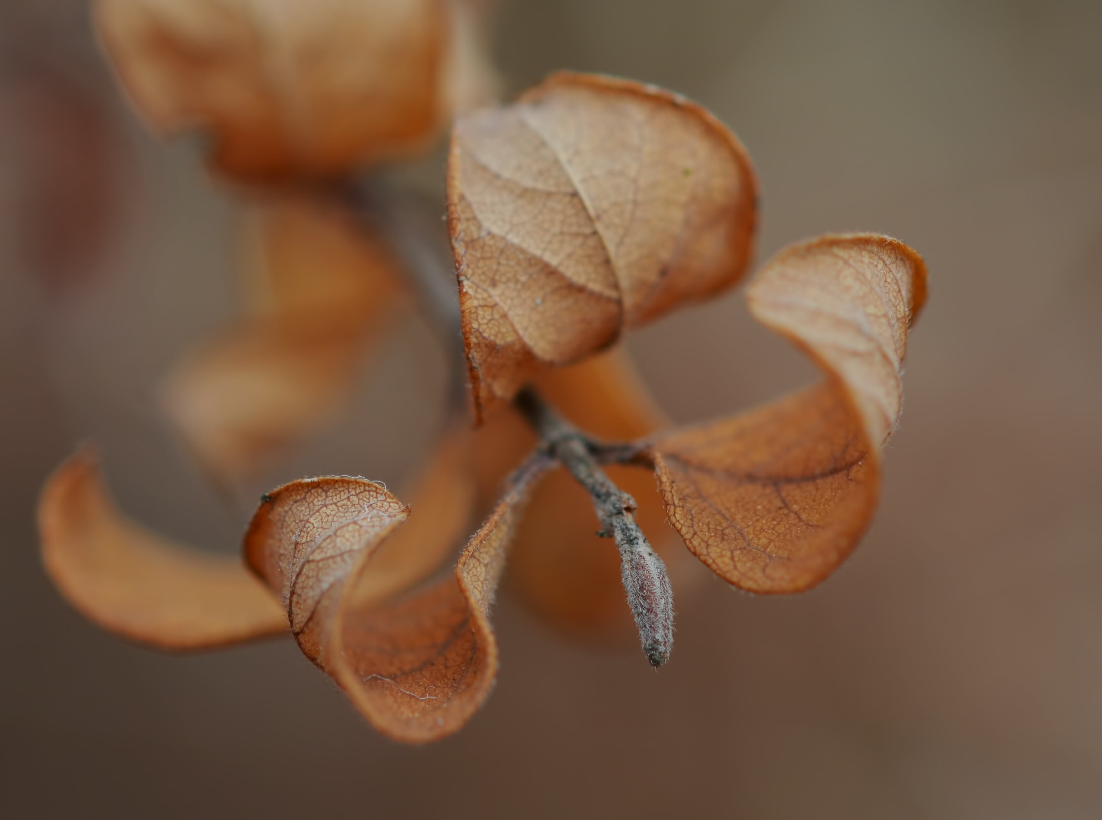 leaves, 2K, macro, autumn, sprig, HD Wallpaper