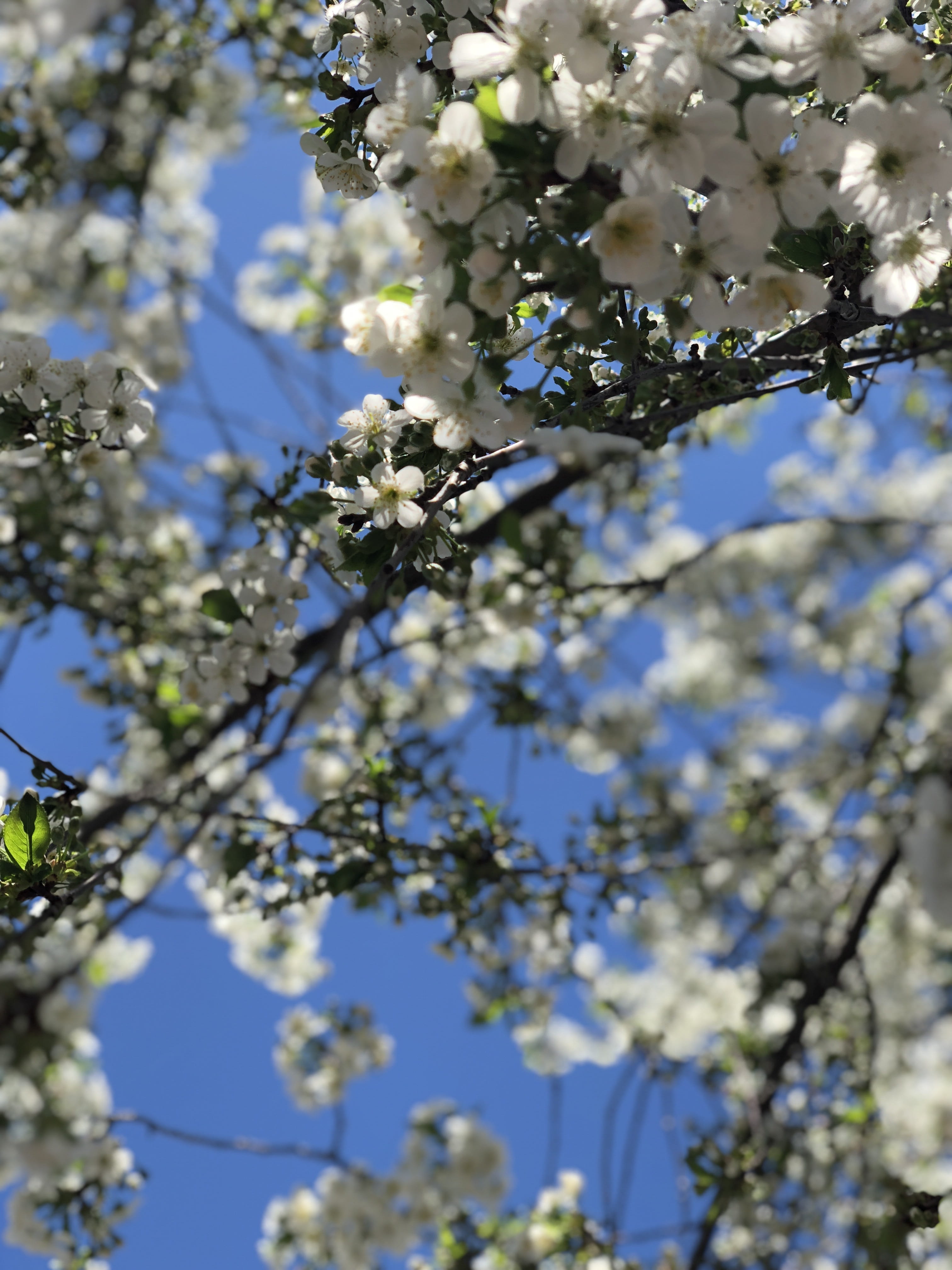 blossom, springtime, white flowers, growth, vulnerability, white color, cherry tree, cherry blossom, flower, harmony, plant, sky, beauty, fragility, freshness, Phone HD Wallpaper