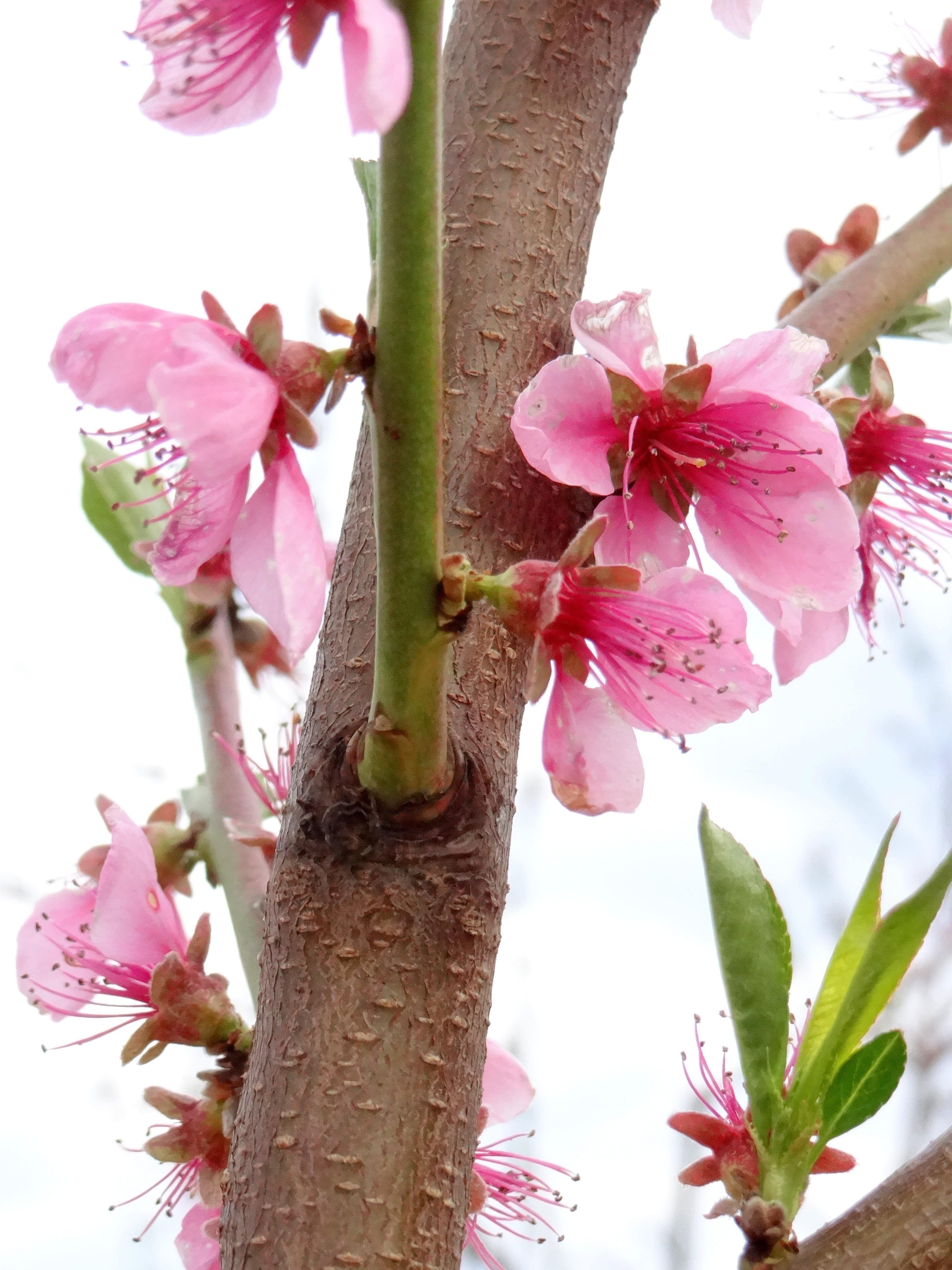 beauty in nature, outdoors, tree trunk, flower, petal, old varieties, pink color, springtime, day, cherry blossom, flowering fruit trees, growth, plant, Phone HD Wallpaper