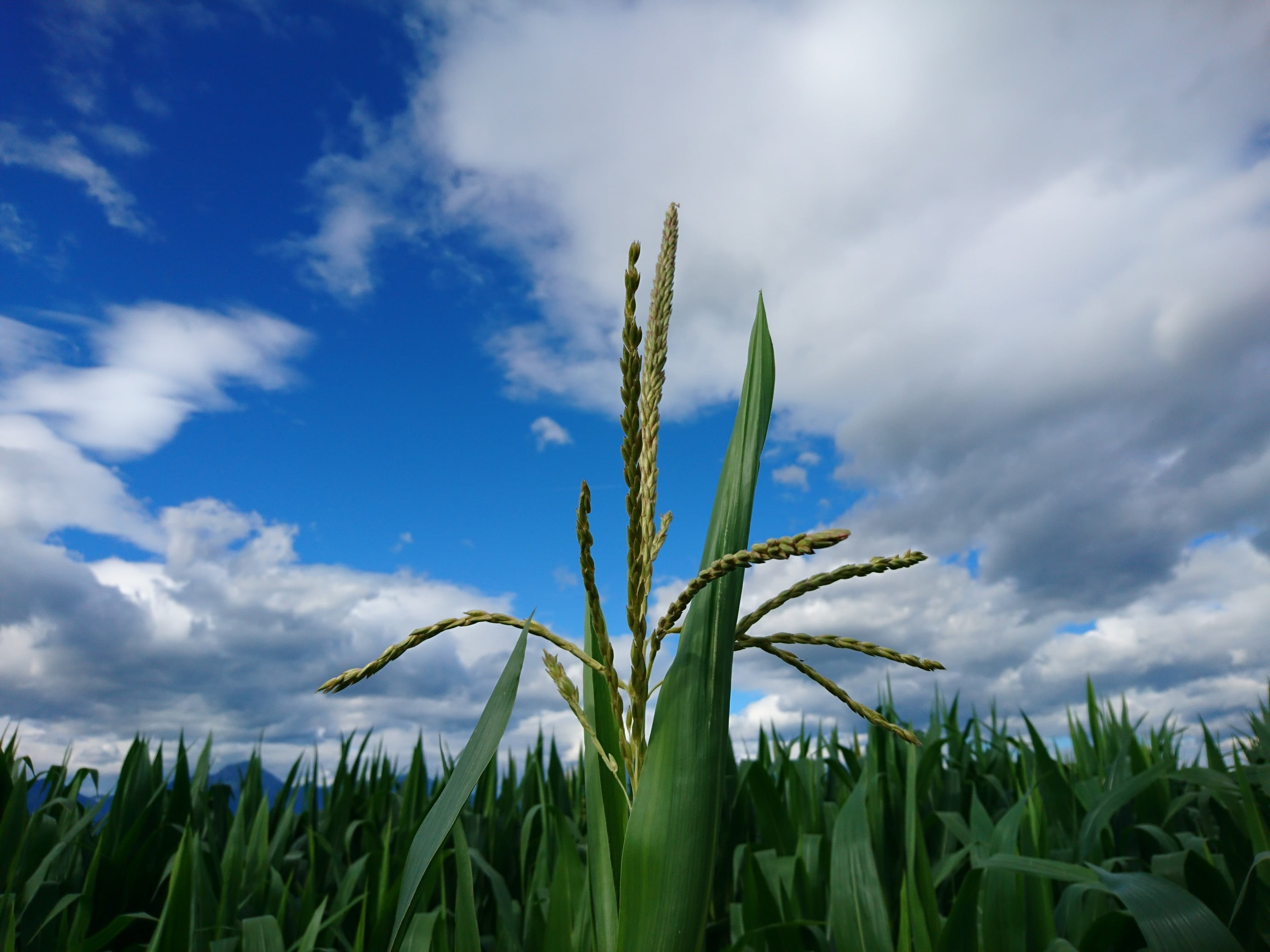 plant part, leaf, plant, day, outdoors, agriculture, land, 2K, no people, landscape, rural scene, crop, tranquility, sky, beauty in nature, green color, HD Wallpaper