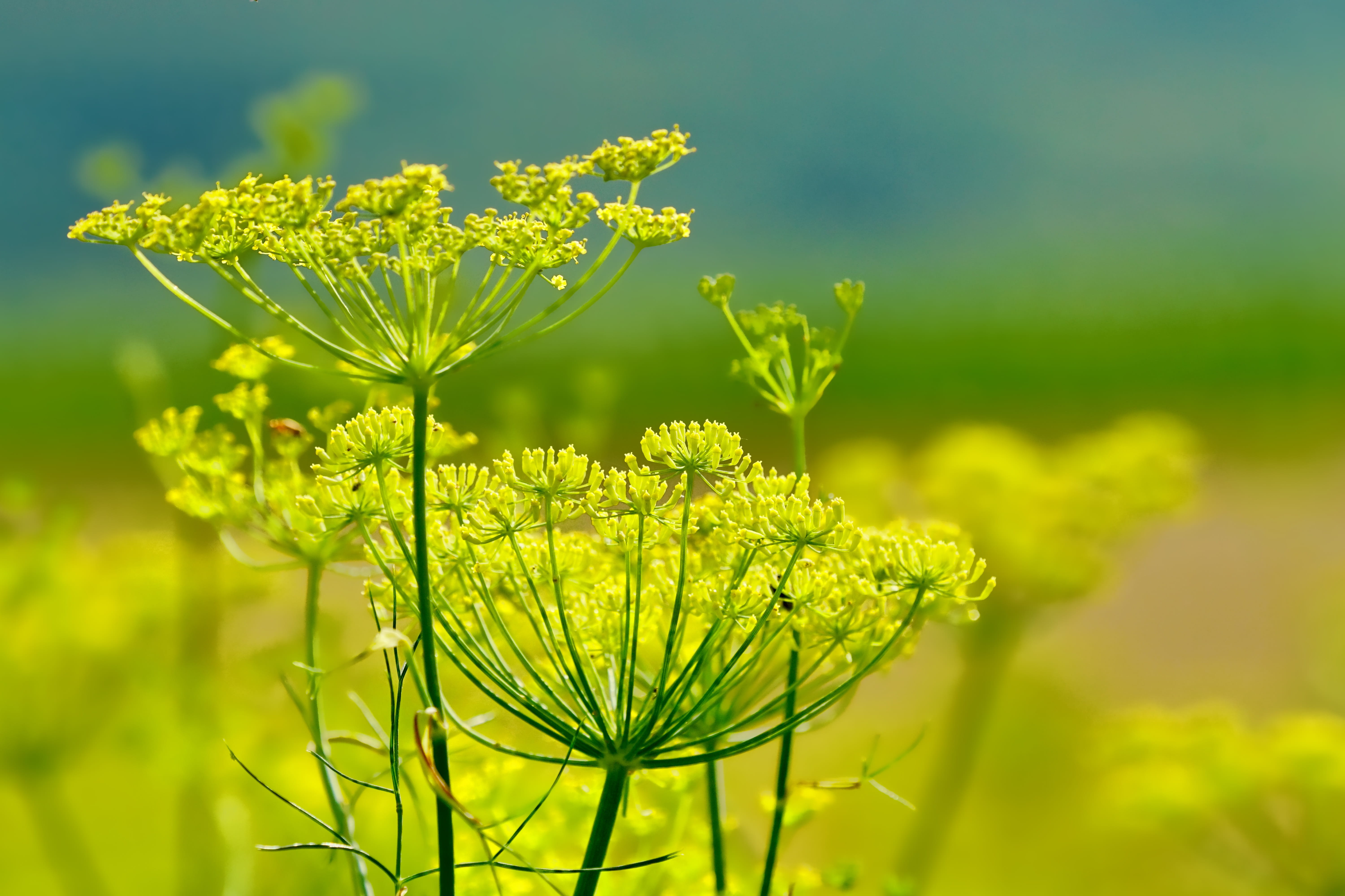 vulnerability, selective focus, freshness, fragility, field, focus on foreground, day, nature, tranquility, green color, 5K, growth, plant stem, fennel flowers, HD Wallpaper