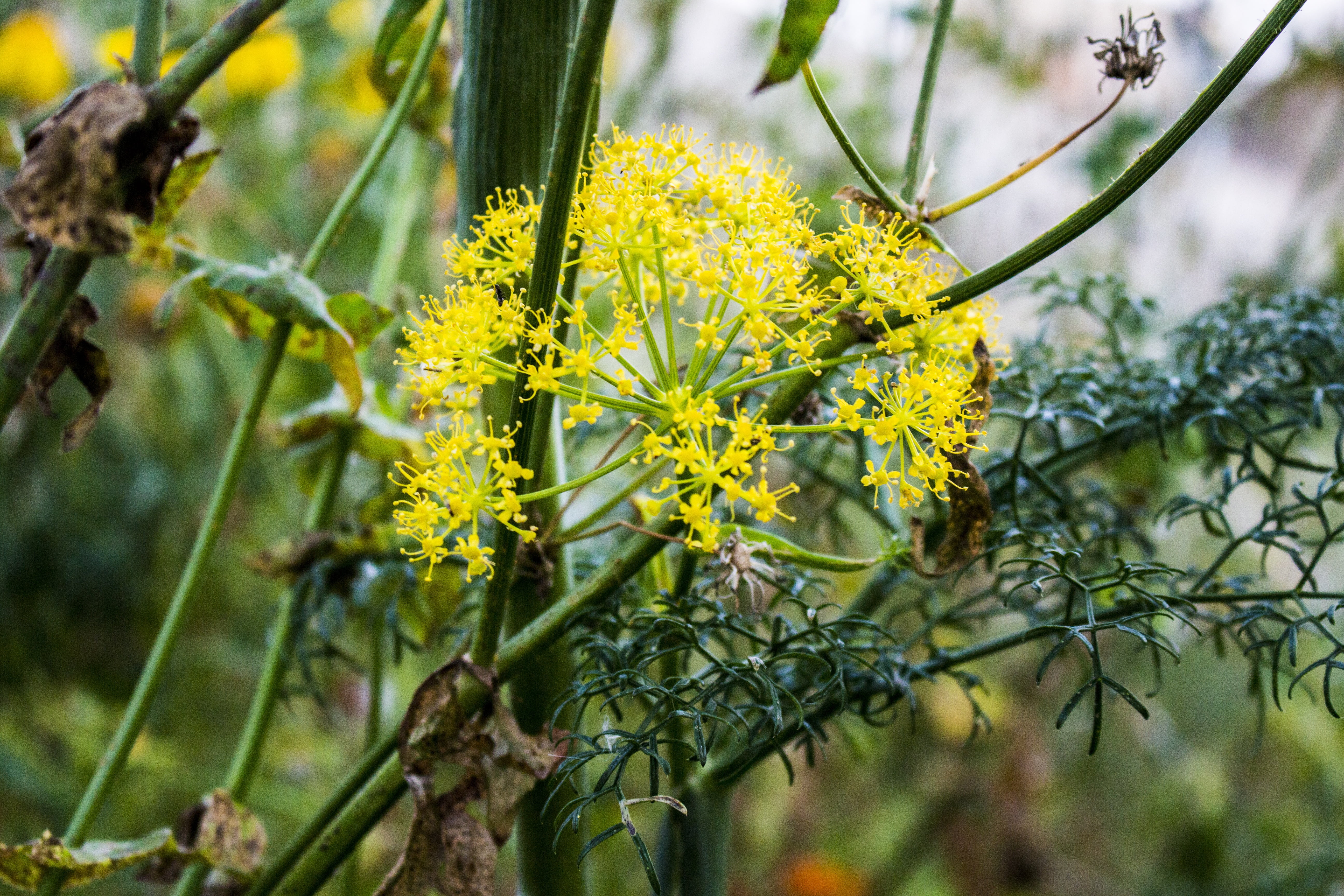 plant, tree, botanical, beauty in nature, outdoors, lichen, no people, focus on foreground, selective focus, fragility, green color, fennel, freshness, HD Wallpaper