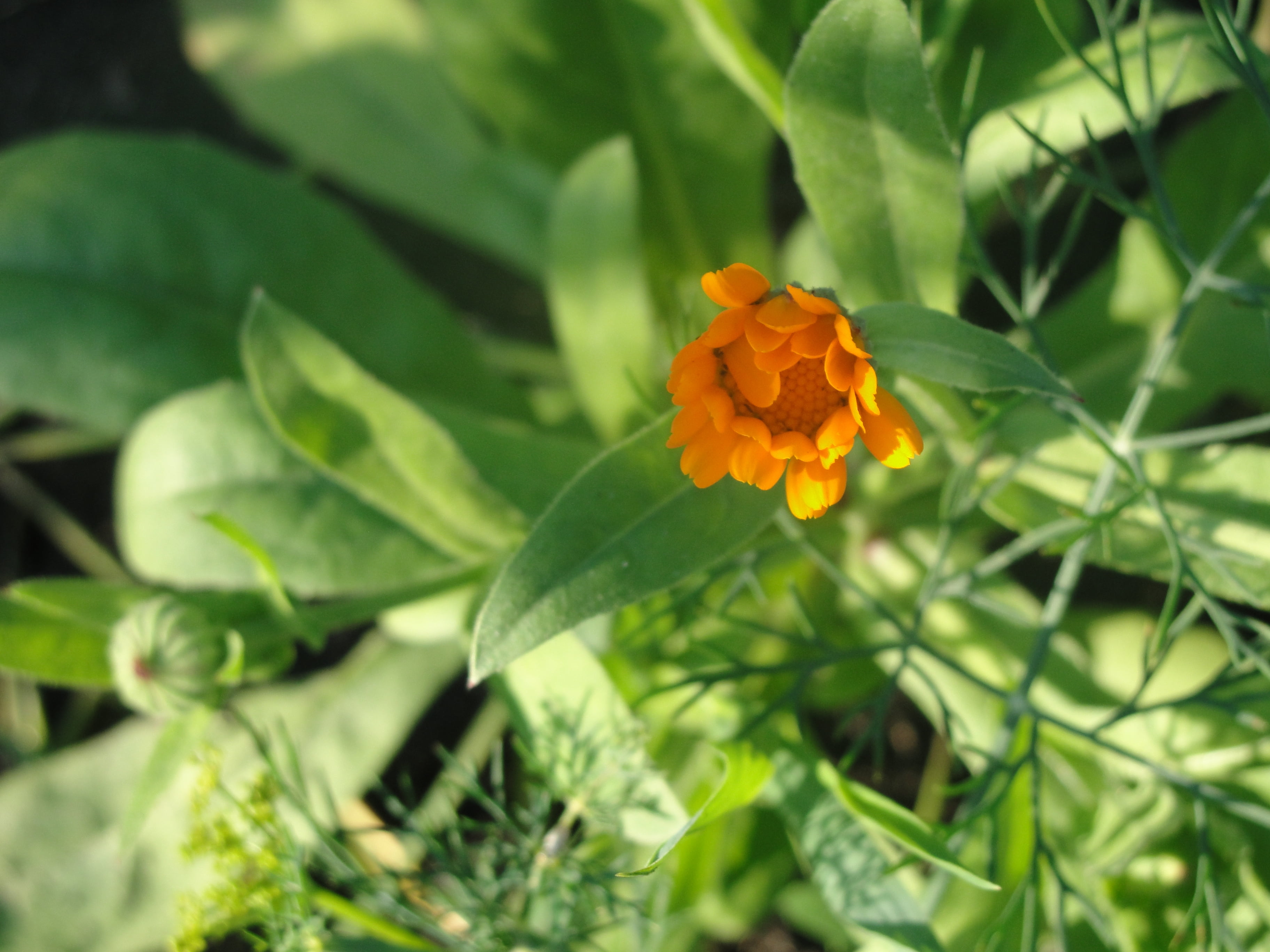 petal, day, green, nature, single Flower, macro, flower, blossom, flower Head, fennel, focus on foreground, flowerbed, backgrounds, orange color, vibrant Color, HD Wallpaper