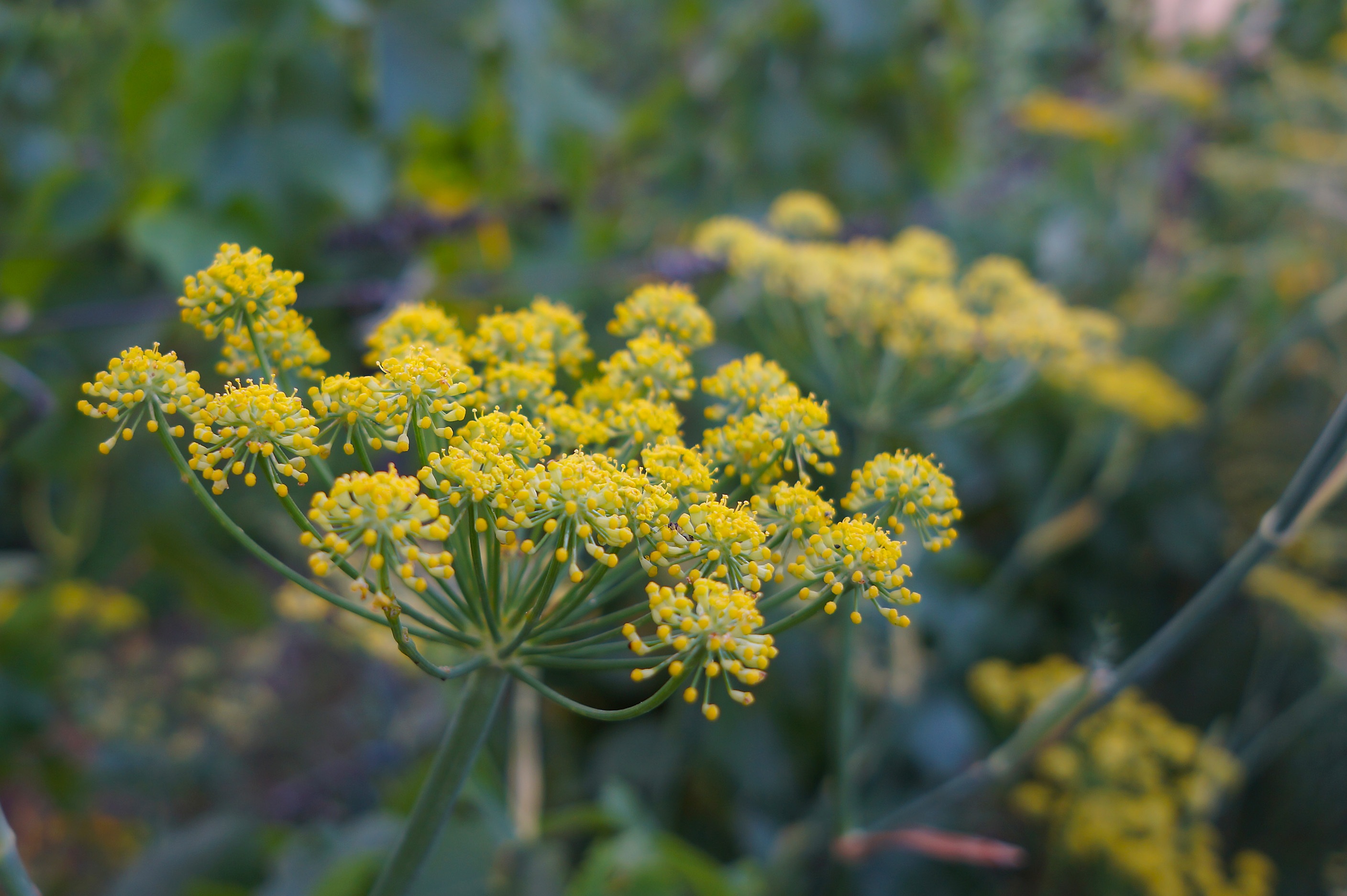 flowering plant, botany, fragility, nature, growth, 2K, yellow, fennel, freshness, close-up, flower, flower head, selective focus, inflorescence, green color, HD Wallpaper