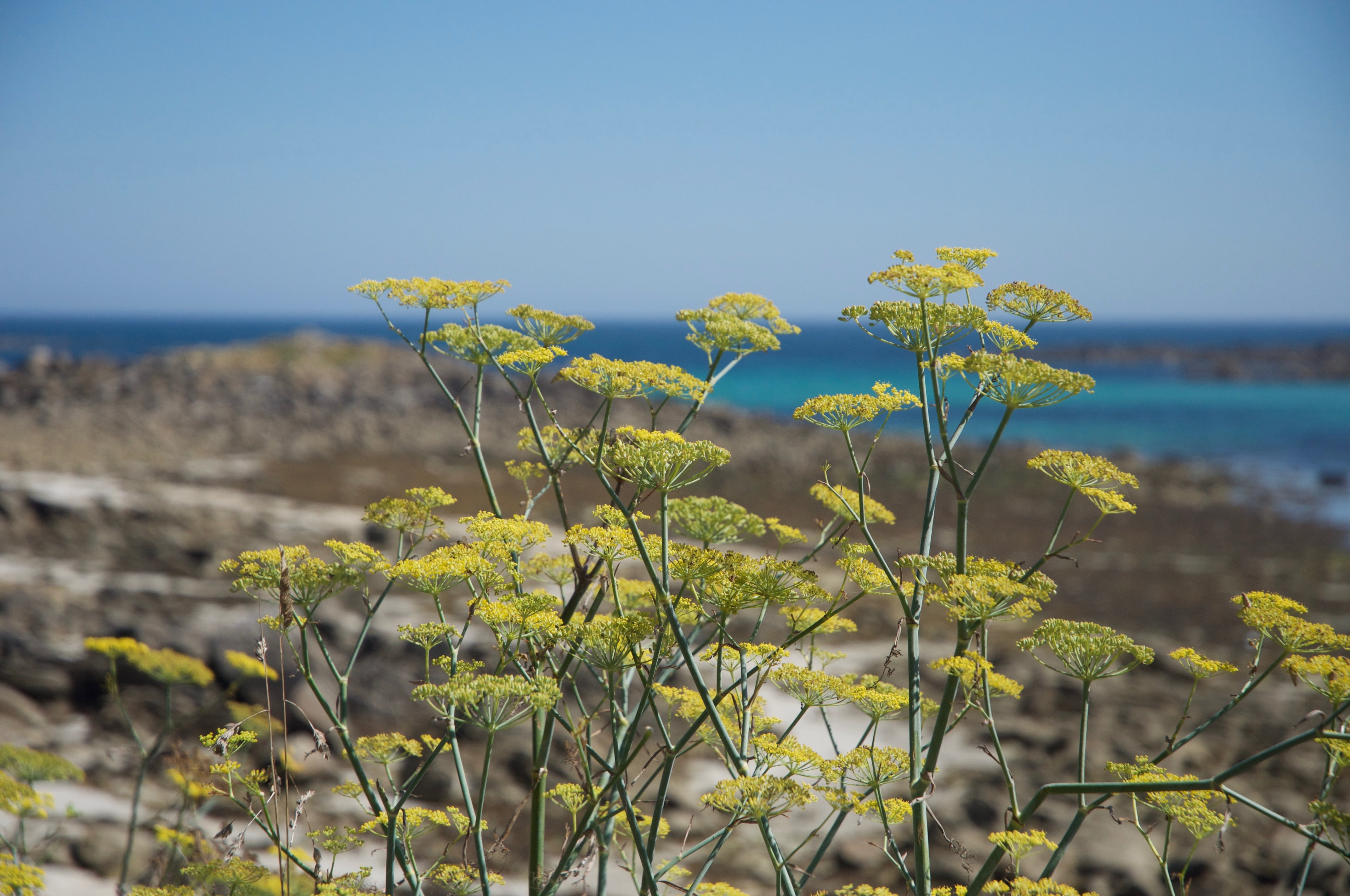tranquility, no people, growth, water, scenics - nature, wild coast, nature, sea, maritime landscape, vegetation, sunlight, blue, seaside, day, fennel, HD Wallpaper