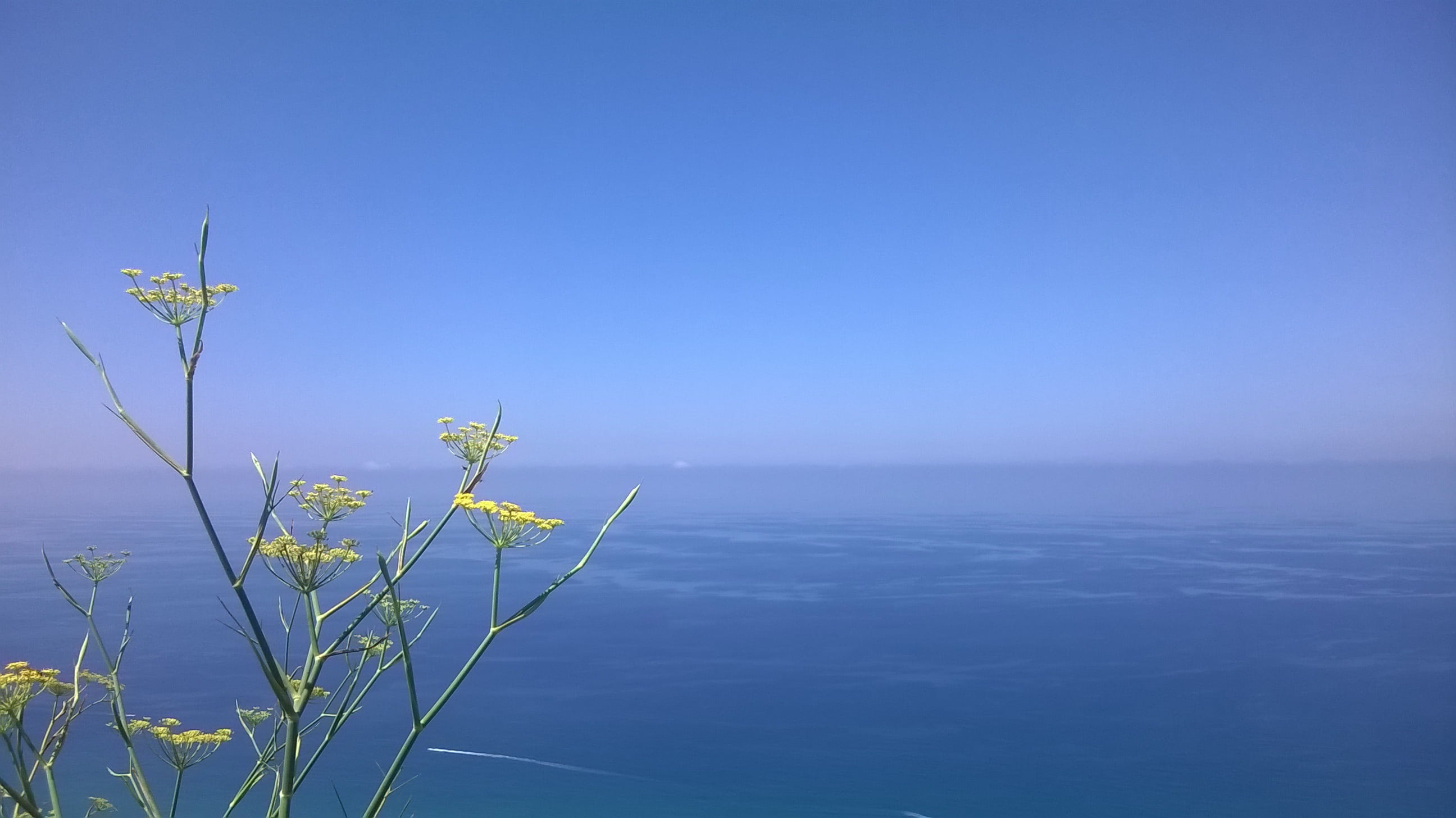 water, calabria, freshness, copy space, fennel, clear sky, day, plant, no people, horizon, nature, outdoors, space, scenics - nature, sea, beauty in nature, HD Wallpaper