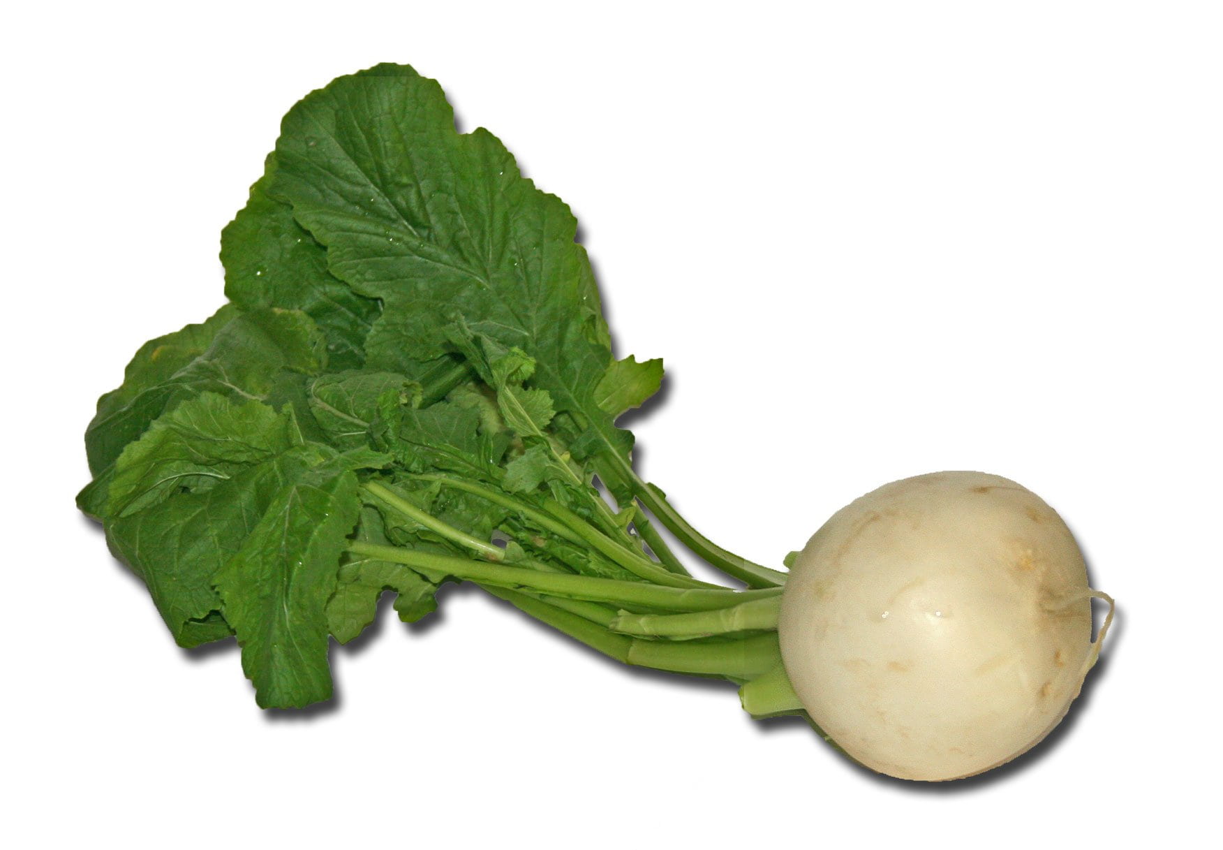 freshness, studio shot, turnip, cut out, agriculture, wellbeing, white background, leaf, white color, organic, plant part, vegetables, cook, vegetarian Food, HD Wallpaper