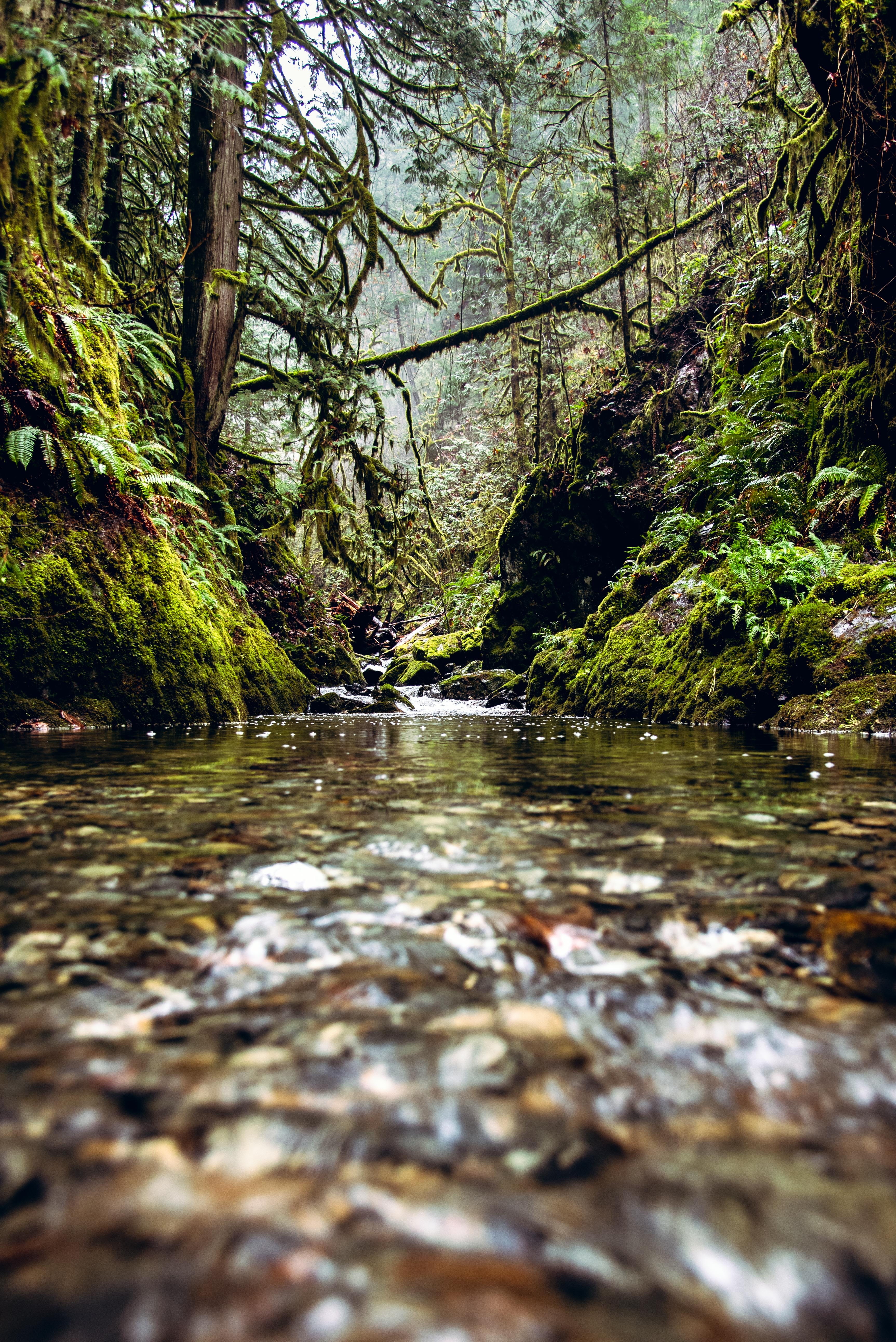 woodland, stream - flowing water, fennel, landscape, growth, 5K, forest, mountain, rain forest, tree, beauty in nature, day, scenery, nature, green, fog, Phone HD Wallpaper