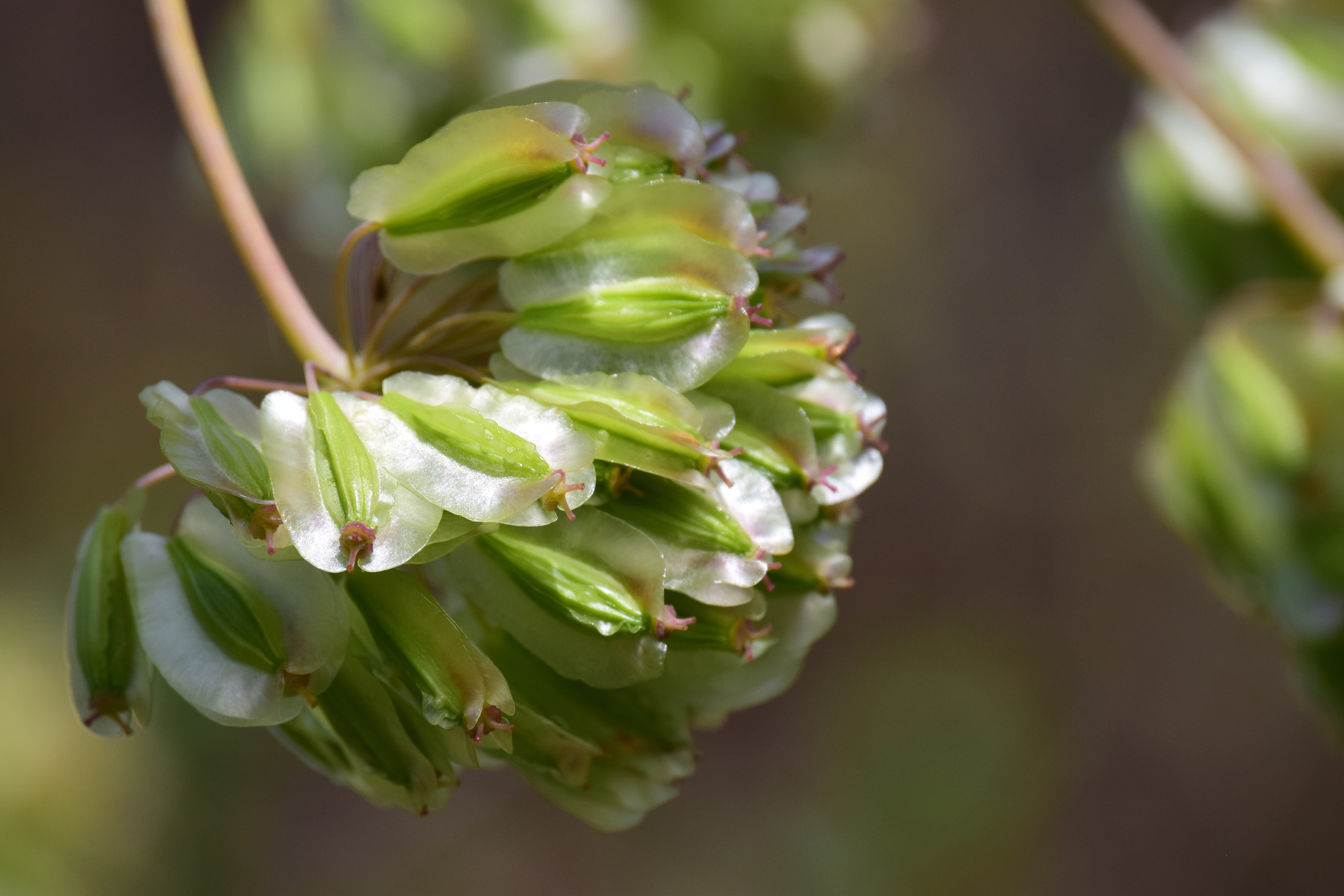multiplication, vulnerability, fresh, close up, reproduction, plant part, food and drink, outdoors, flowering plant, green color, no people, green, focus on foreground, HD Wallpaper