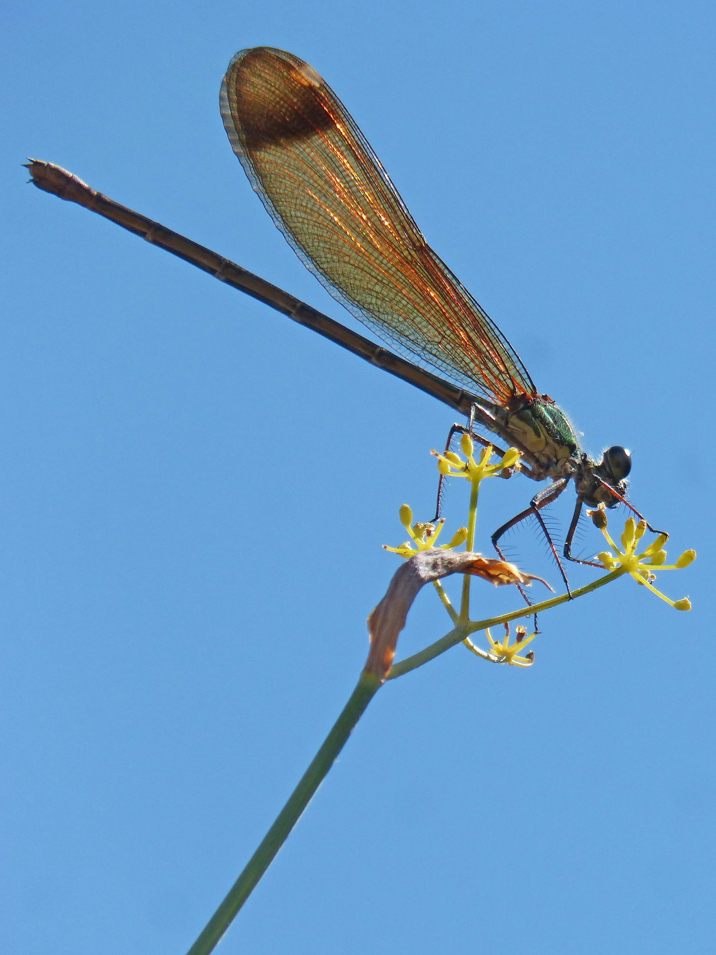 animal wing, 2K, dragonfly, animal themes, damselfly, plant, calopteryx haemorrhoidalis, sky, no people, close-up, fennel, blue, branch, insect, animals in the wild, Phone HD Wallpaper