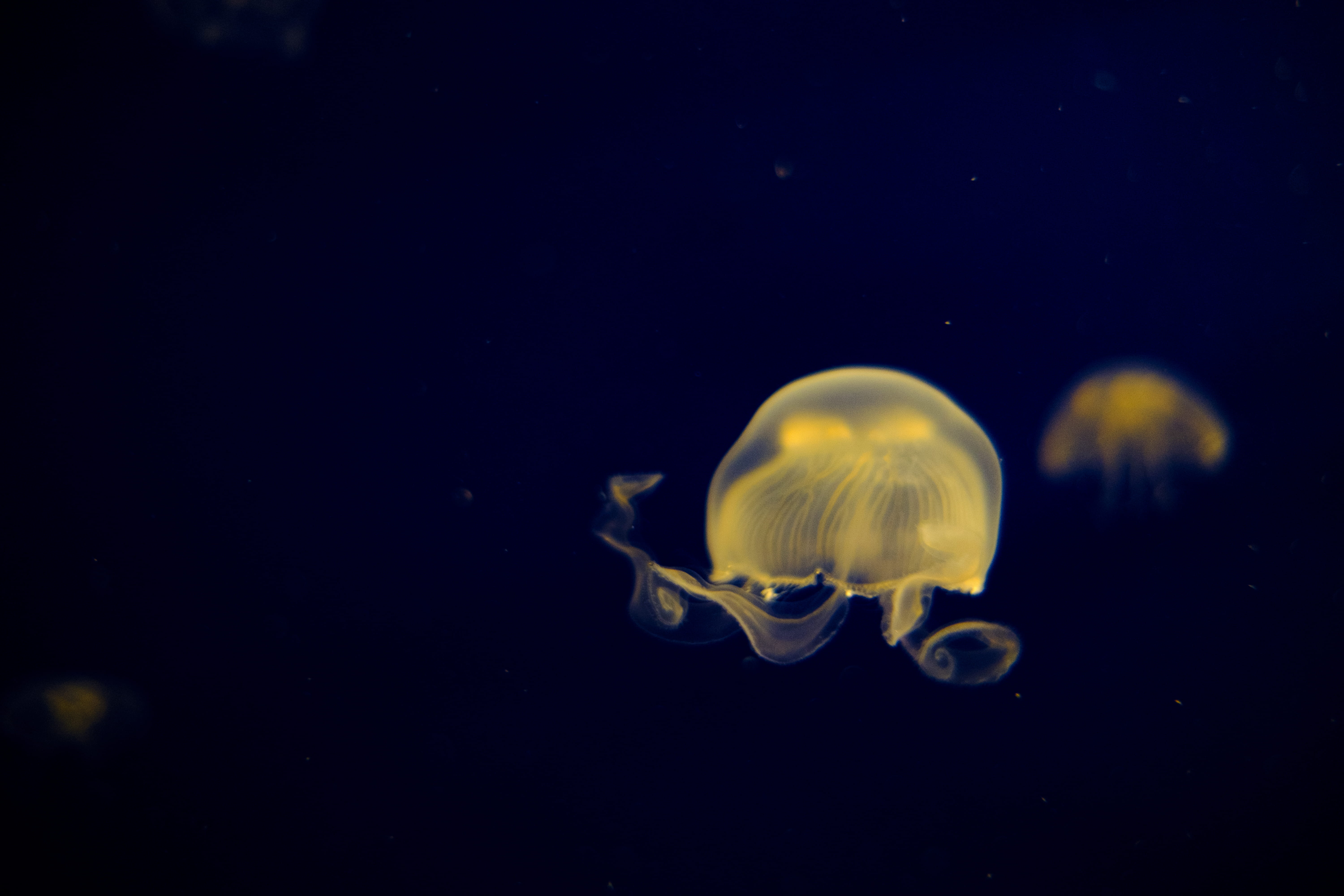 florida, aquarium, jellyfish, outdoors, undersea, luminosity, orlando, fish, no people, animal themes, one animal, nature, animals in the wild, marine, HD Wallpaper