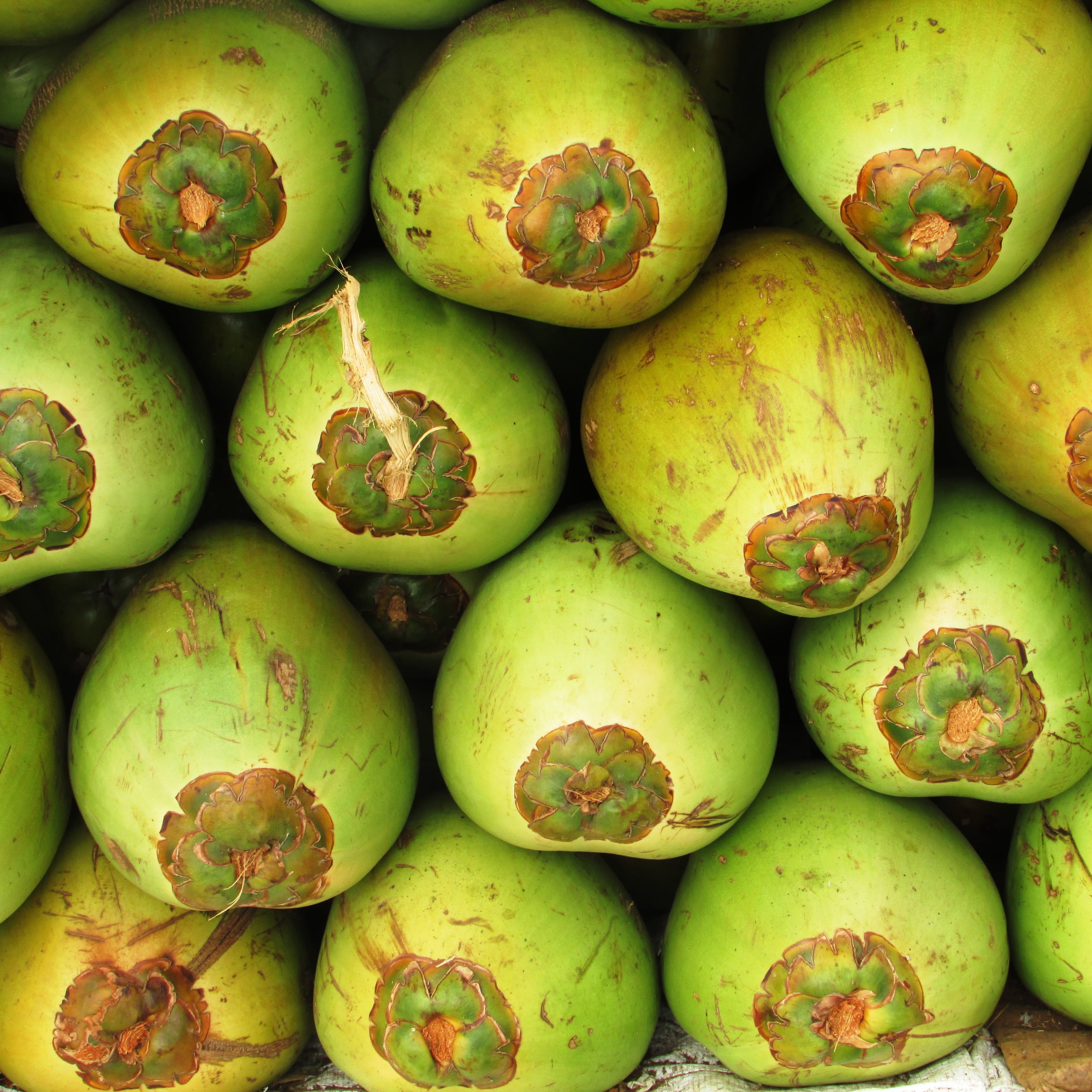 close-up, still life, food and drink, ripe, day, freshness, exotic, healthy eating, mango fruit, green, drupe, coco, food, tropical, wellbeing, full frame, Phone HD Wallpaper