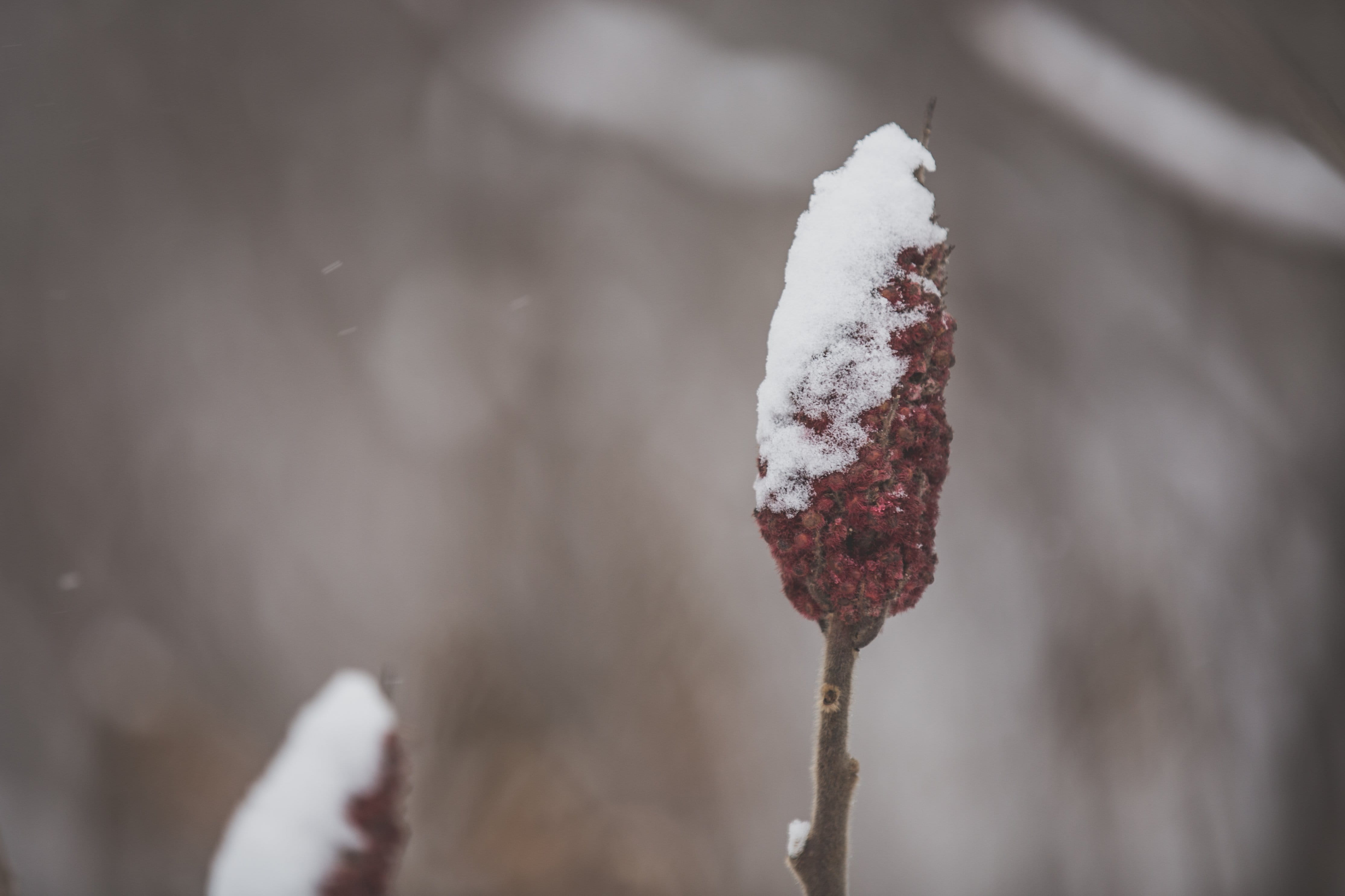 background, spring, closeup, botany, flower, snow covered, close, bloom, organic, deciduous, smoke - physical structure, color, fall, twig, no people, cold temperature, HD Wallpaper