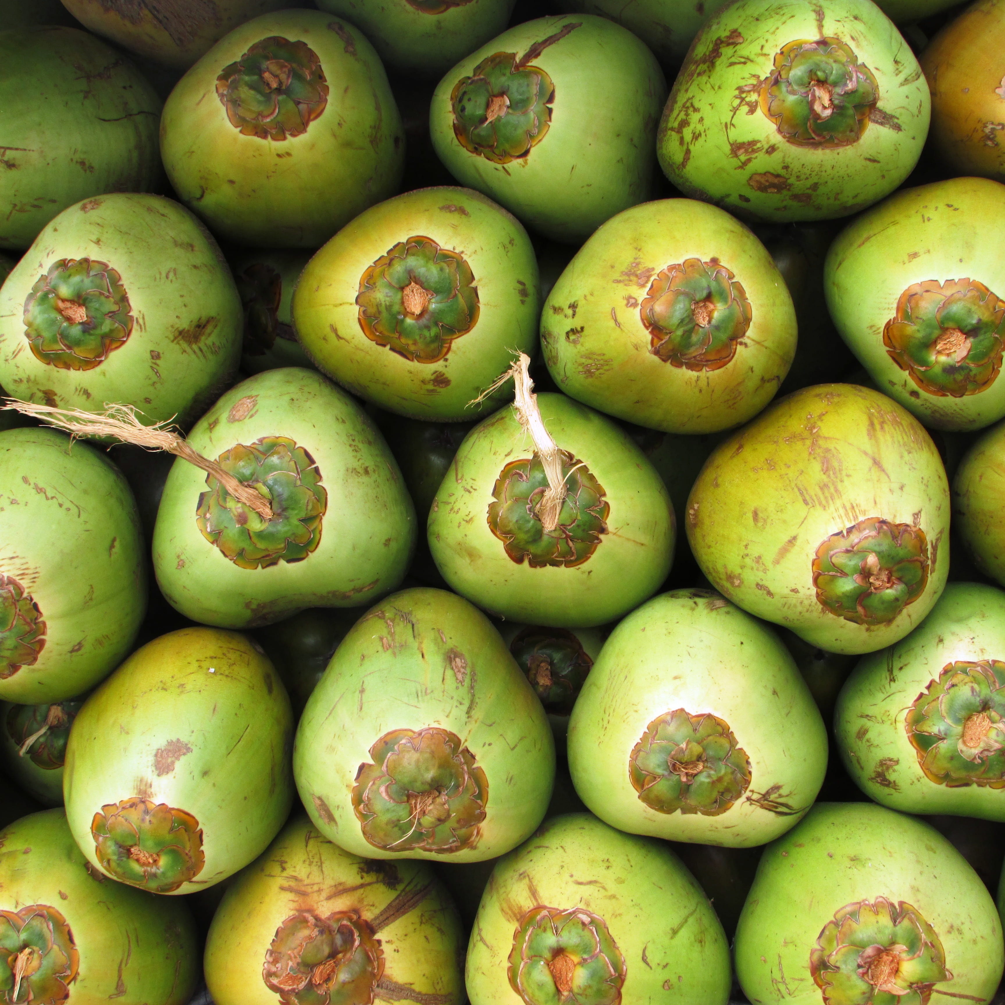 abundance, food, mango fruit, exotic, tropical, coco, photography, bunch, still life, retail, ripe, large group of objects, fruit, india, sale, market, Phone HD Wallpaper