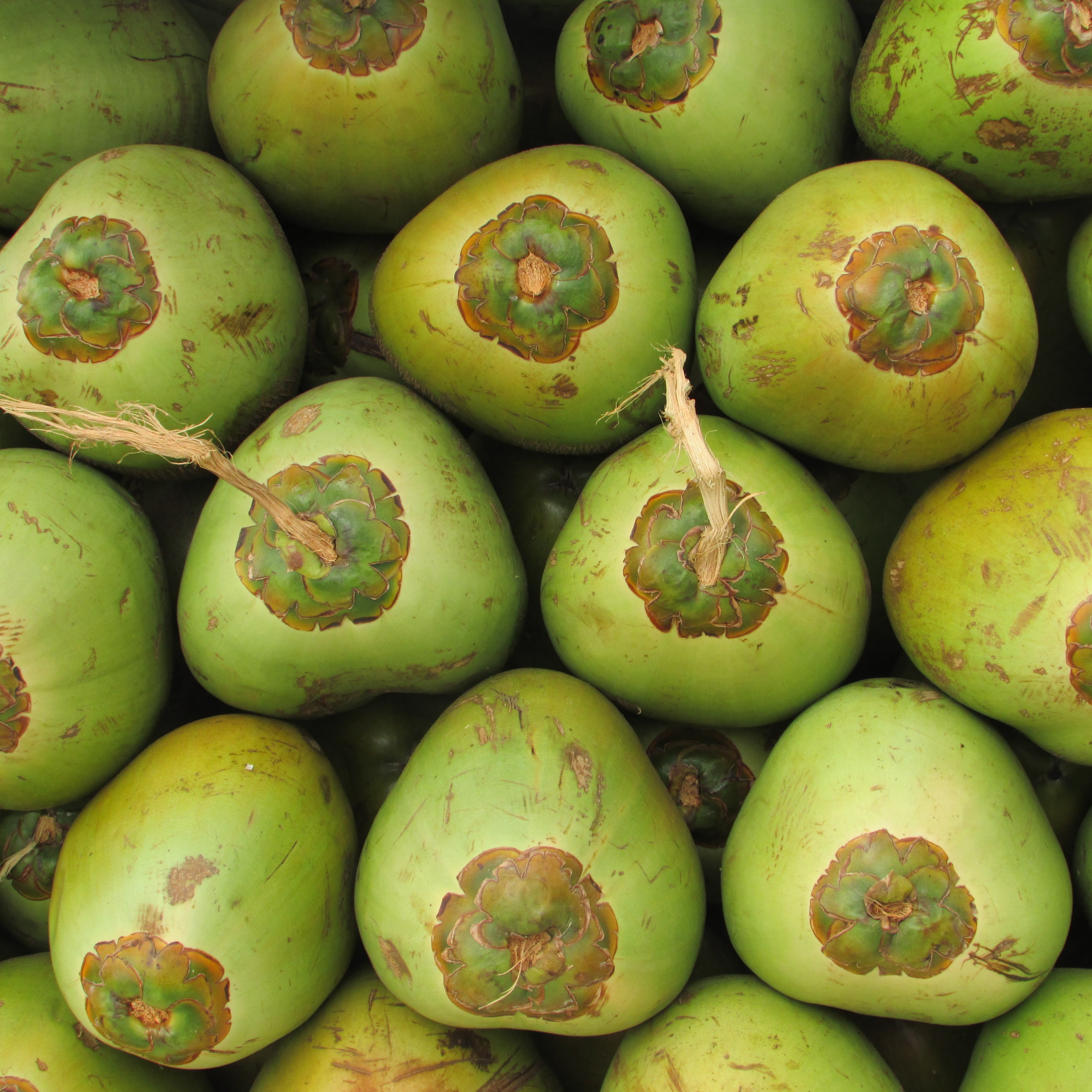abundance, coconuts, high angle view, food and drink, wellbeing, sale, freshness, coco, exotic, food, shiggaon, retail, green color, stack, 2K, retail display, Phone HD Wallpaper