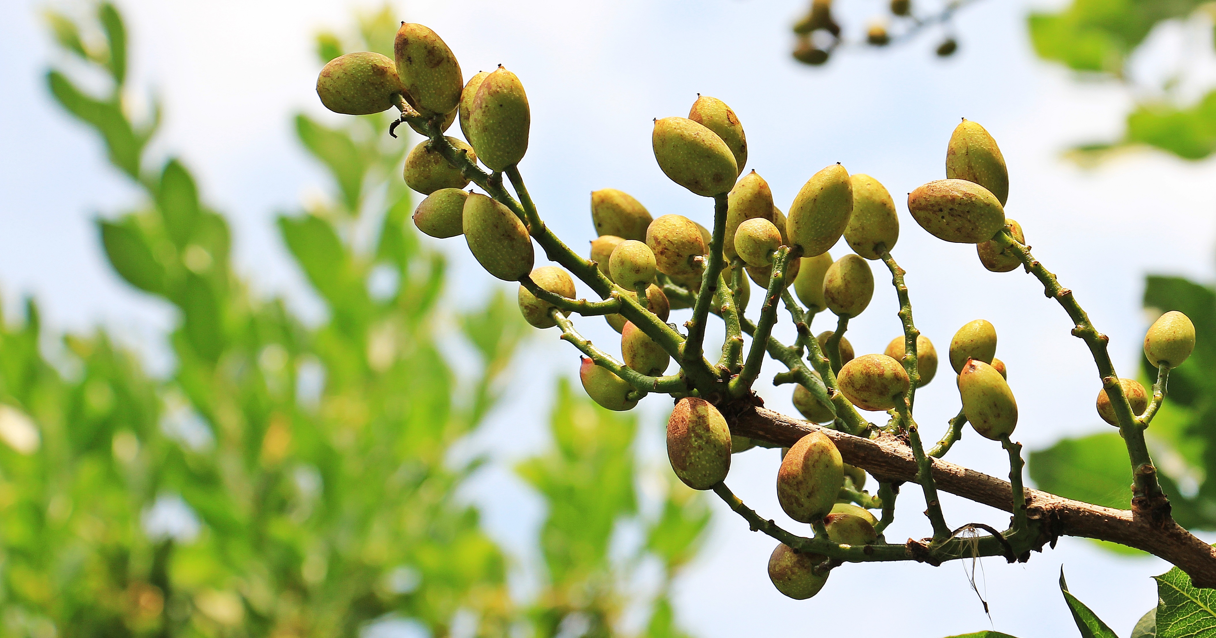nature, nut, wellbeing, green, focus on foreground, pistachios, day, eat food, drupe, close-up, low angle view, growth, healthy eating, food, fruit, beauty in nature, HD Wallpaper