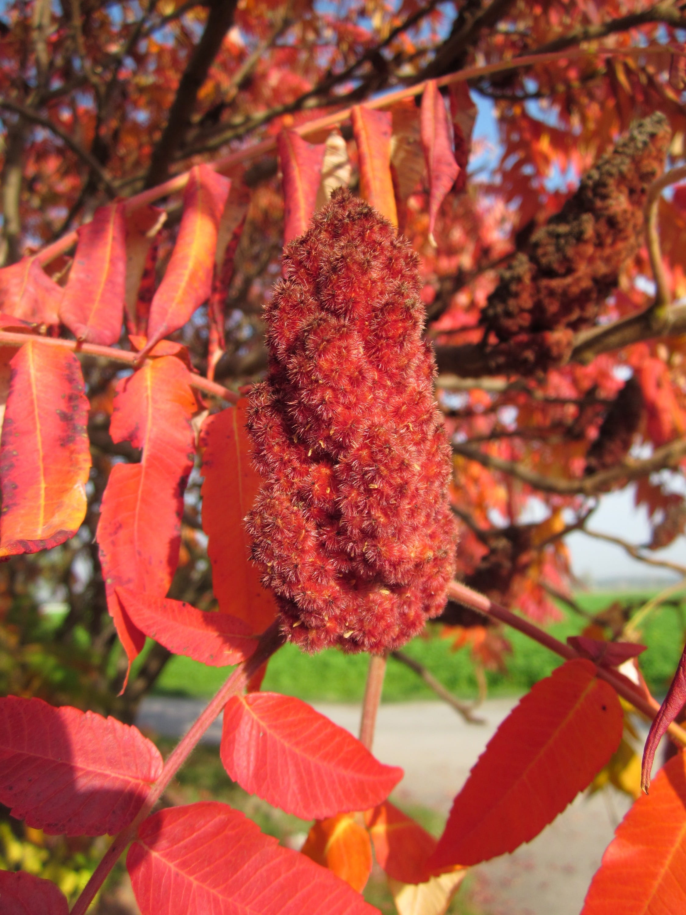 branch, leaves, autumn, beauty in nature, food, staghorn sumac, focus on foreground, no people, plant, 2K, plant part, leaf, foliage, nature, shrub, red, Phone HD Wallpaper