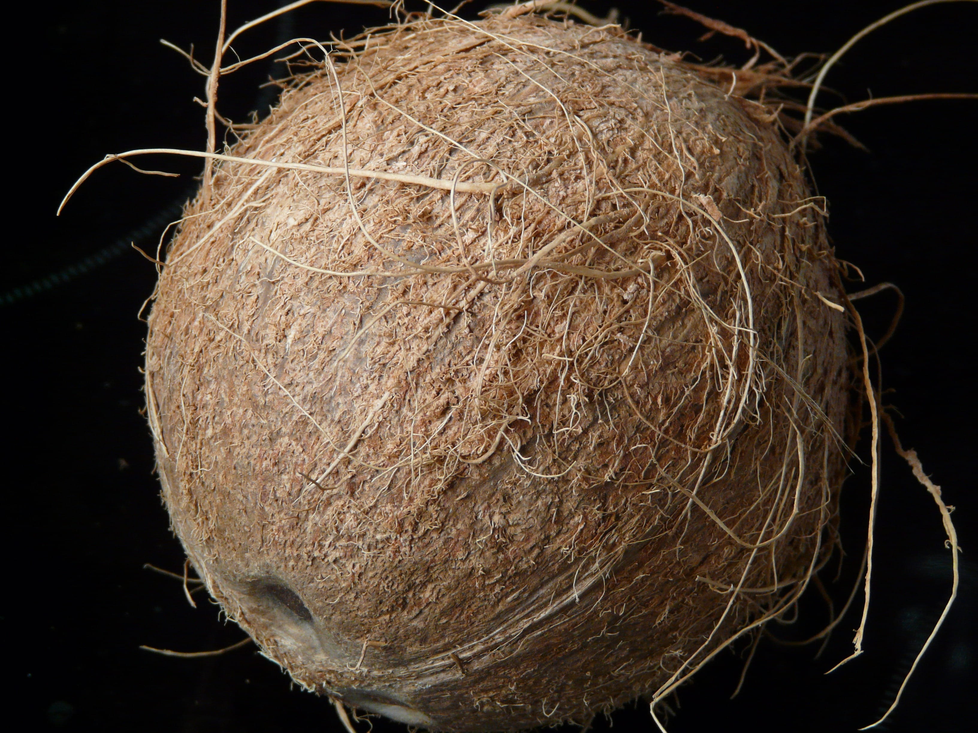 animal nest, Sweet, close-up, stone bowl, Coconuts, textured, animal, tropical fruit, coconut fibres, animal themes, brown, no people, delicious, one animal, HD Wallpaper
