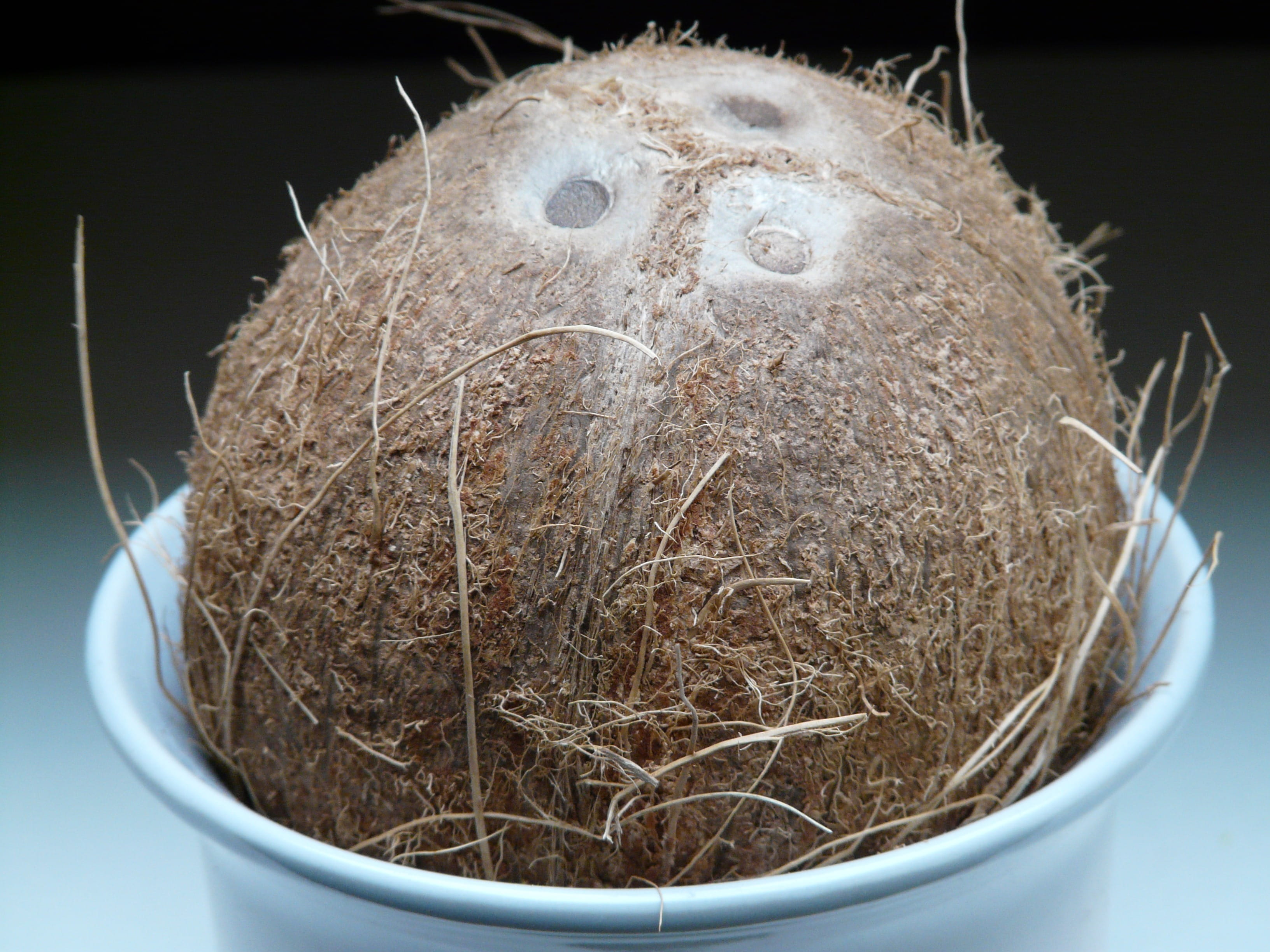 nature, Holes, plant, egg, eat, food and drink, Germ, palm, Coconuts, bird nest, drupe, animal nest, bird, animal egg, vertebrate, mediterranean, stone bowl, HD Wallpaper