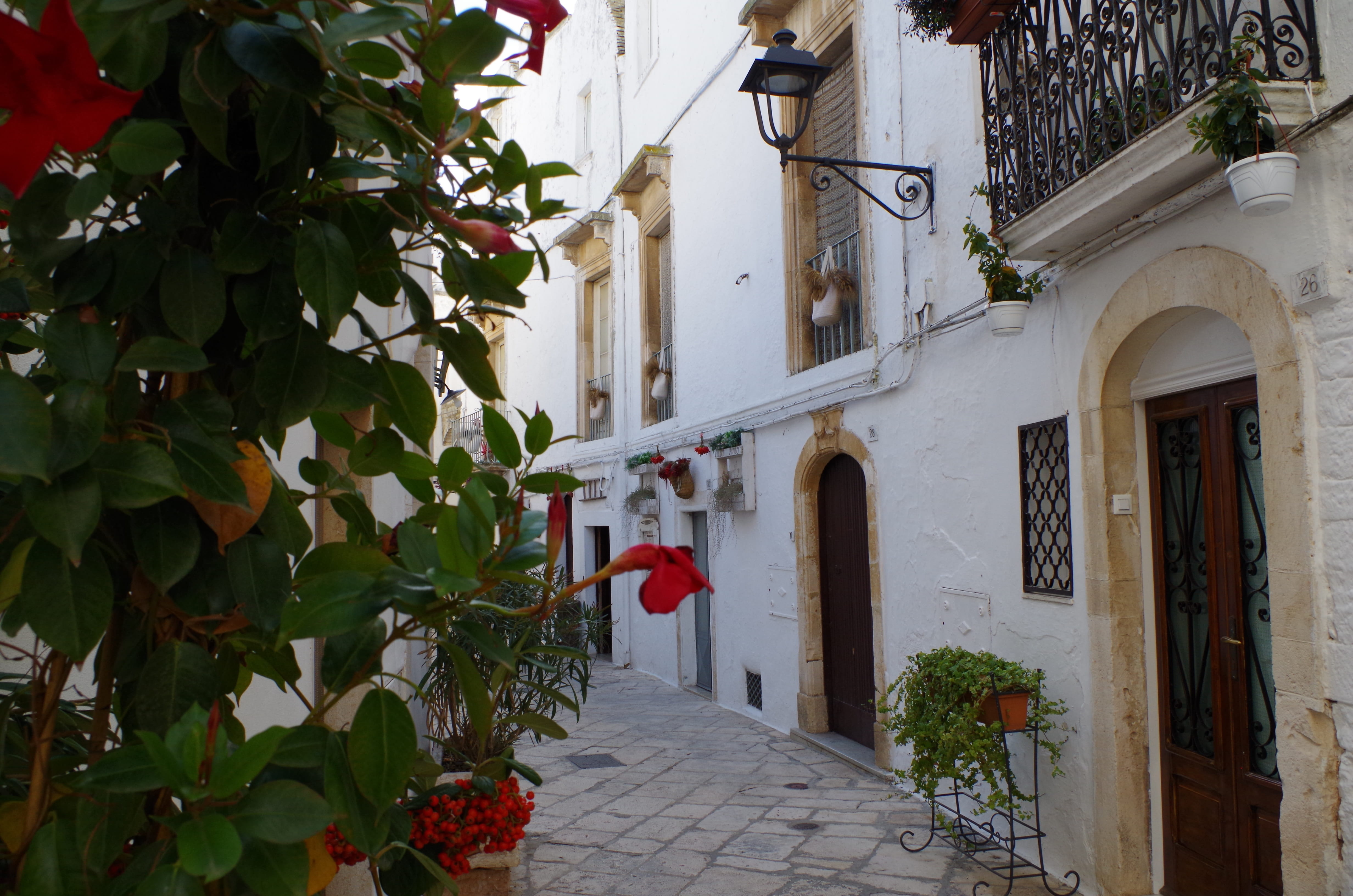 potted plant, building, no people, south, lighting equipment, plant, building exterior, historical centre, Locorotondo, street, glimpse, holiday, residential district, HD Wallpaper