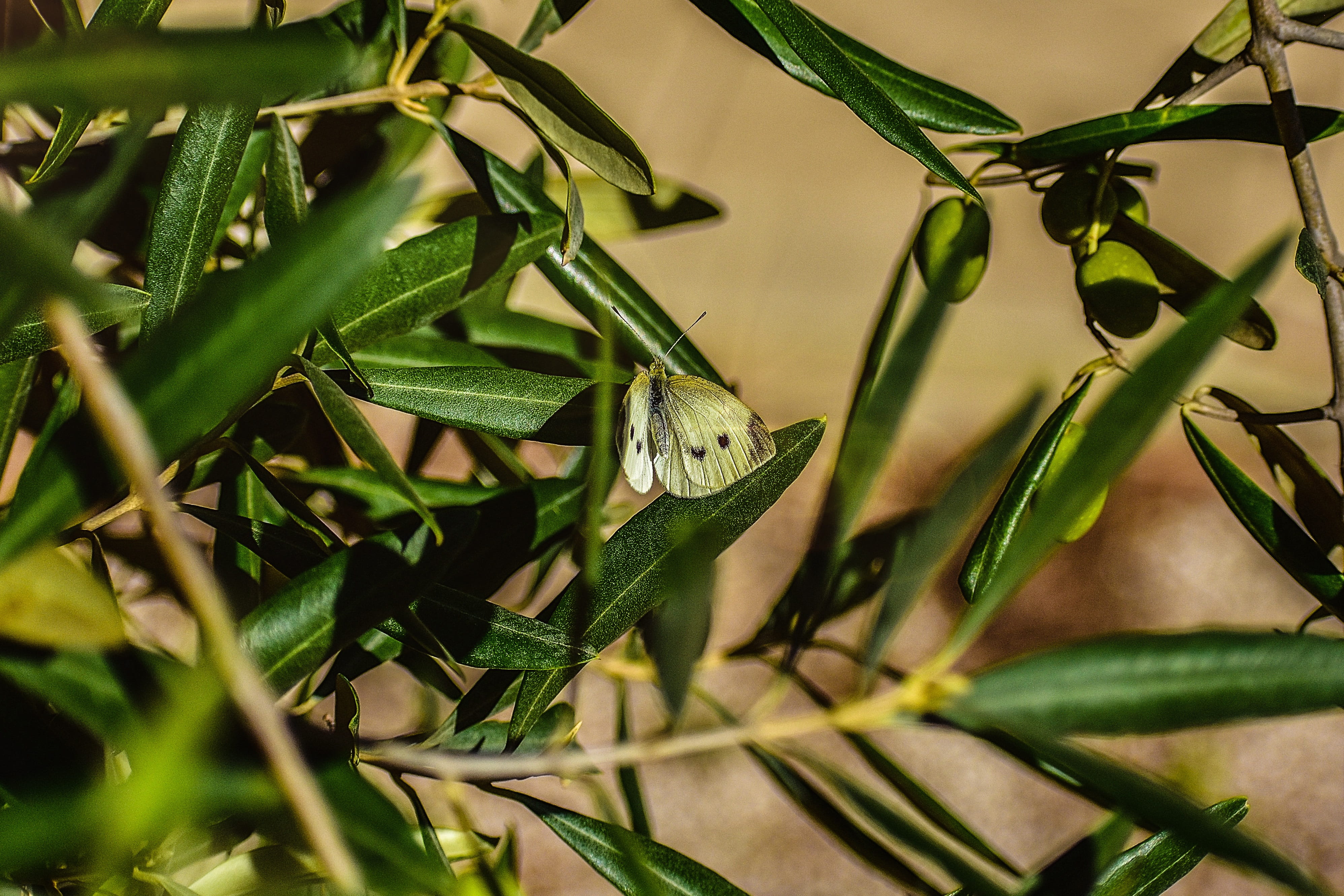 animal wildlife, animal, close-up, spring, flight, growth, salento, invertebrate, dom, ali, tree, one animal, reptile, plant, wild, animals in the wild, HD Wallpaper