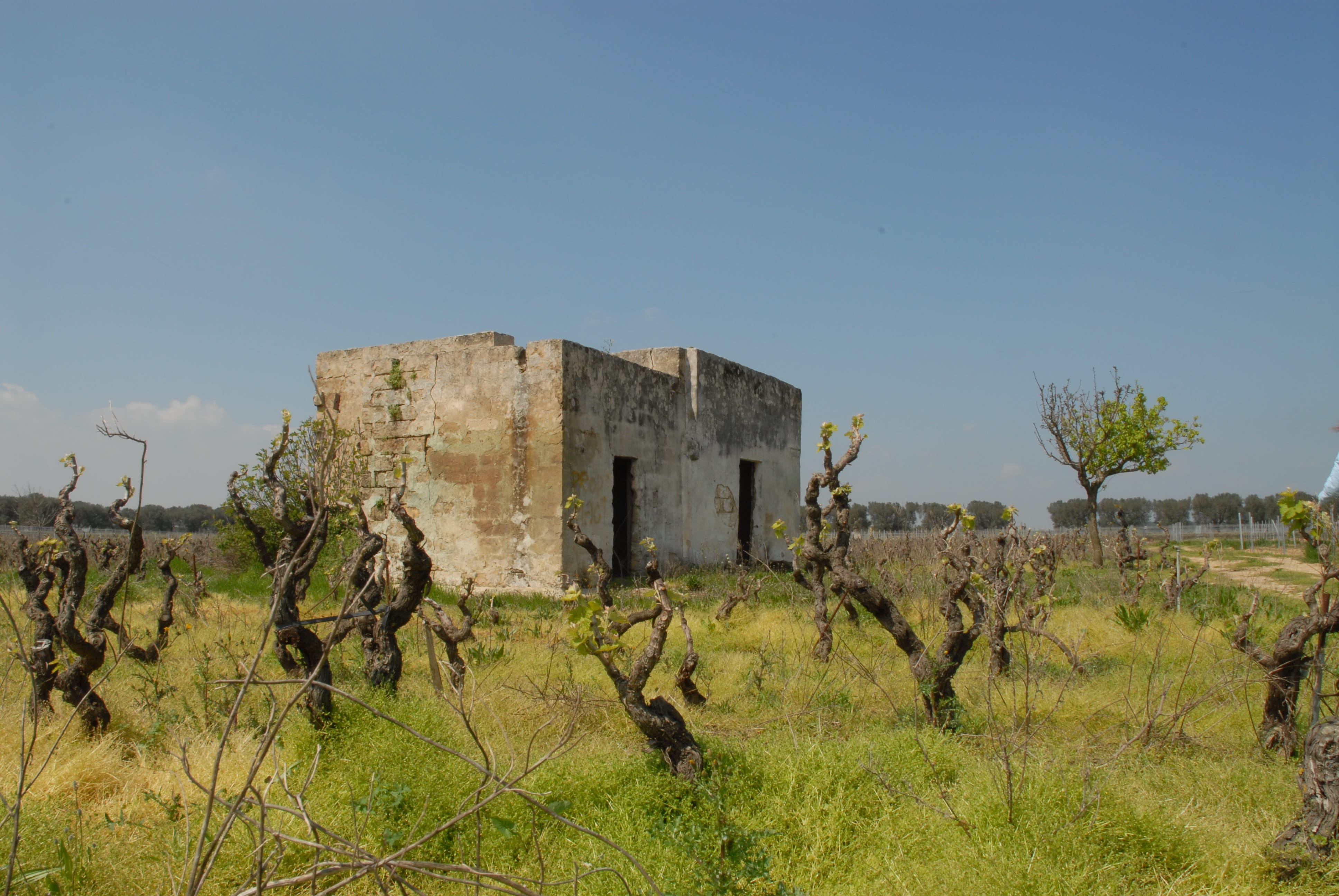 ruined, history, copy space, abandoned, tree, rural house, sky, land, cultivation, vine, built structure, old, deterioration, culture, the past, screw, HD Wallpaper