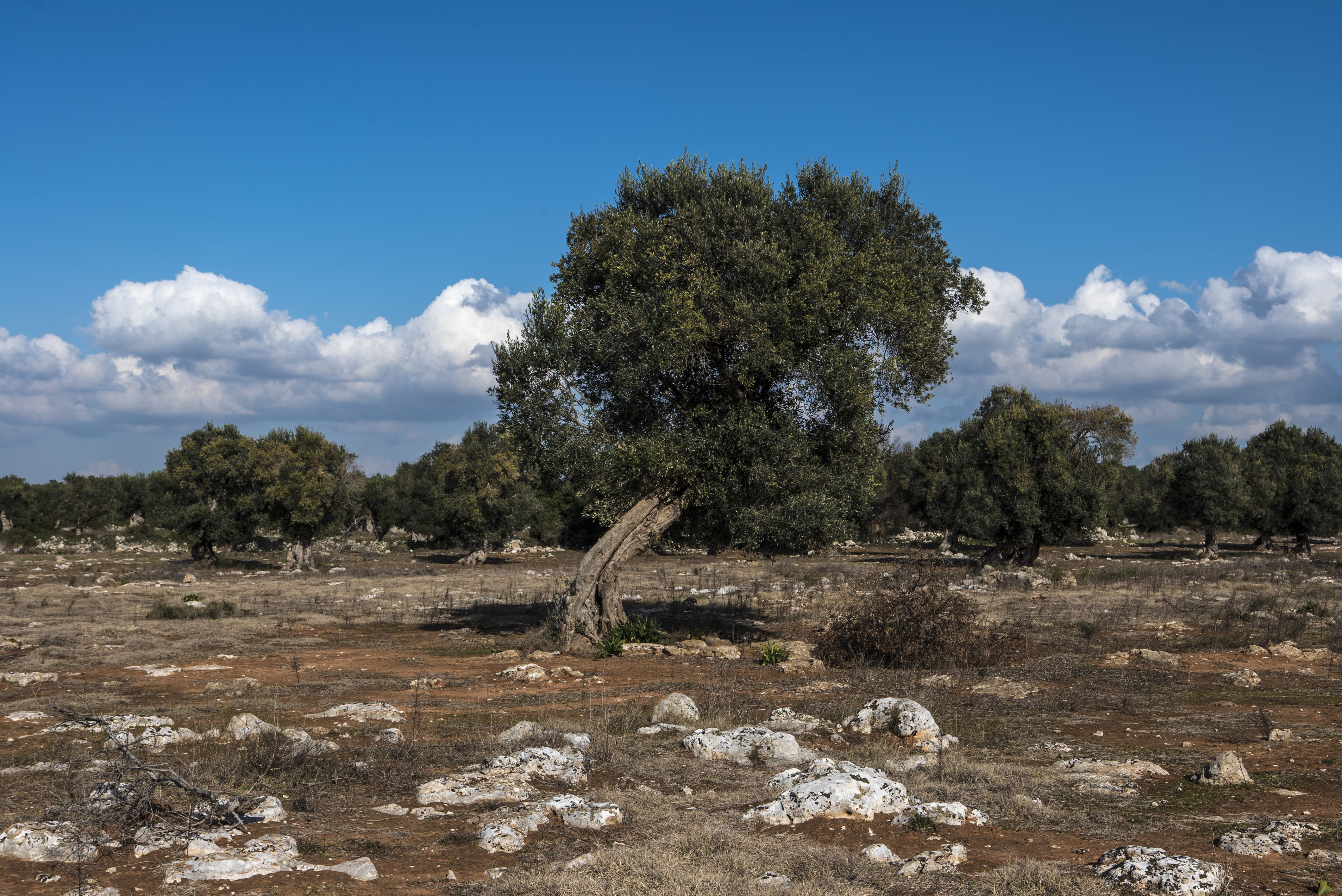 earth, landscape, agriculture, 4K, land, Salento, semi-arid, arid climate, tranquil scene, rock, clouds, scenics - nature, environment, sky, outdoors, HD Wallpaper