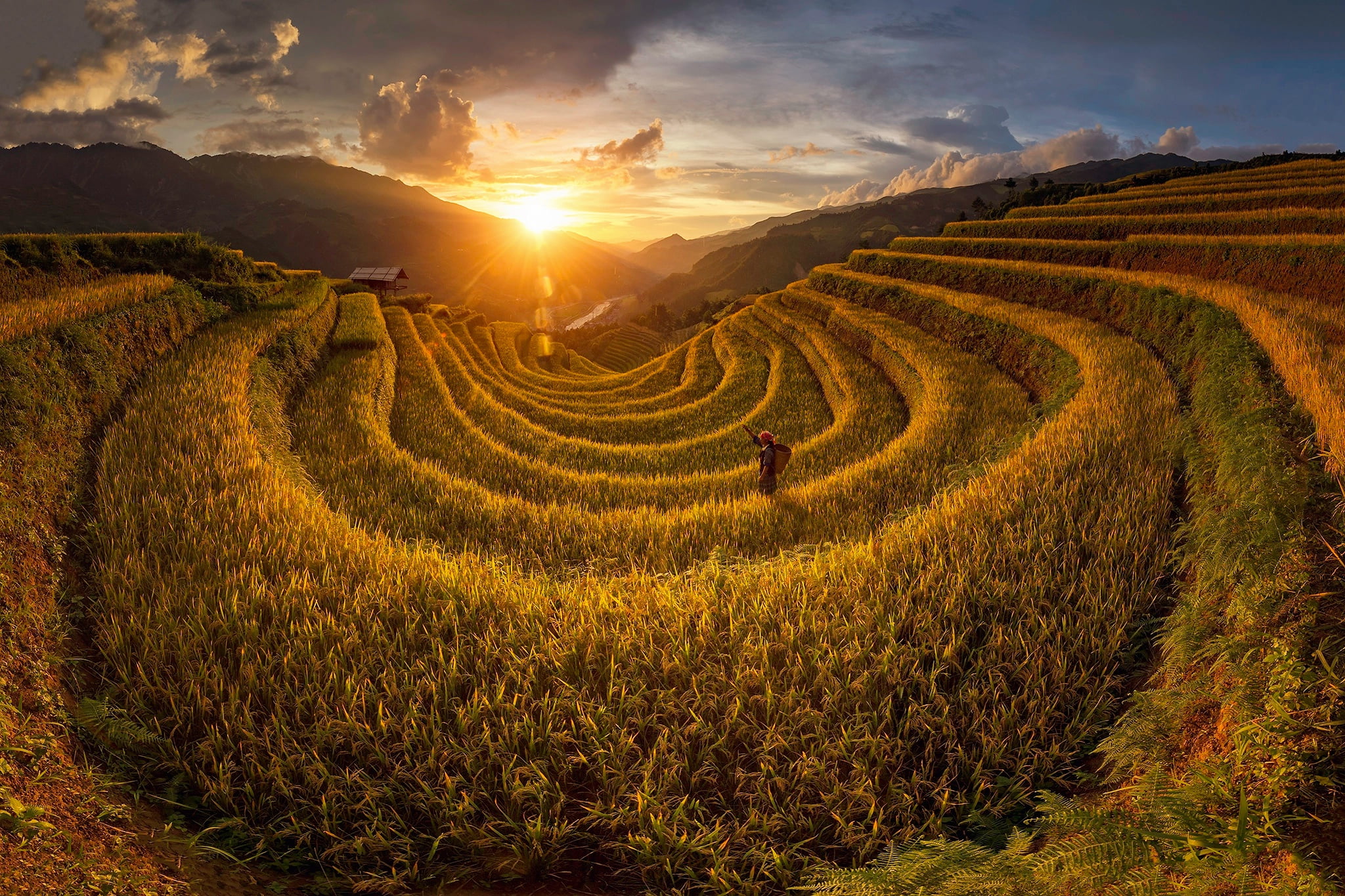 Asia, Agro (Plants), Vietnam, outdoors, plants, 1080P, field, HD Wallpaper
